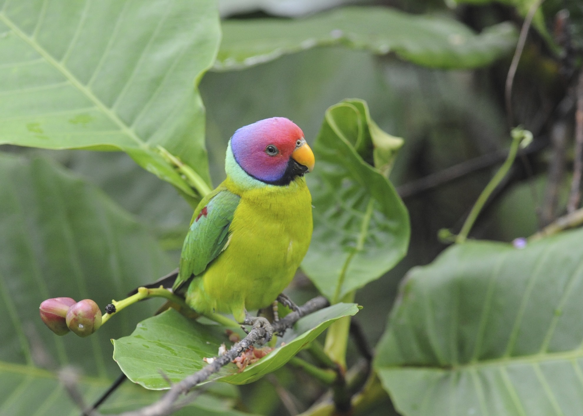 Download mobile wallpaper Plum Headed Parakeet, Parrot, Birds, Animal for free.