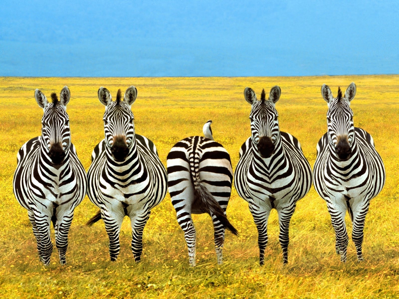 Download mobile wallpaper Zebra, Animals, Fields for free.