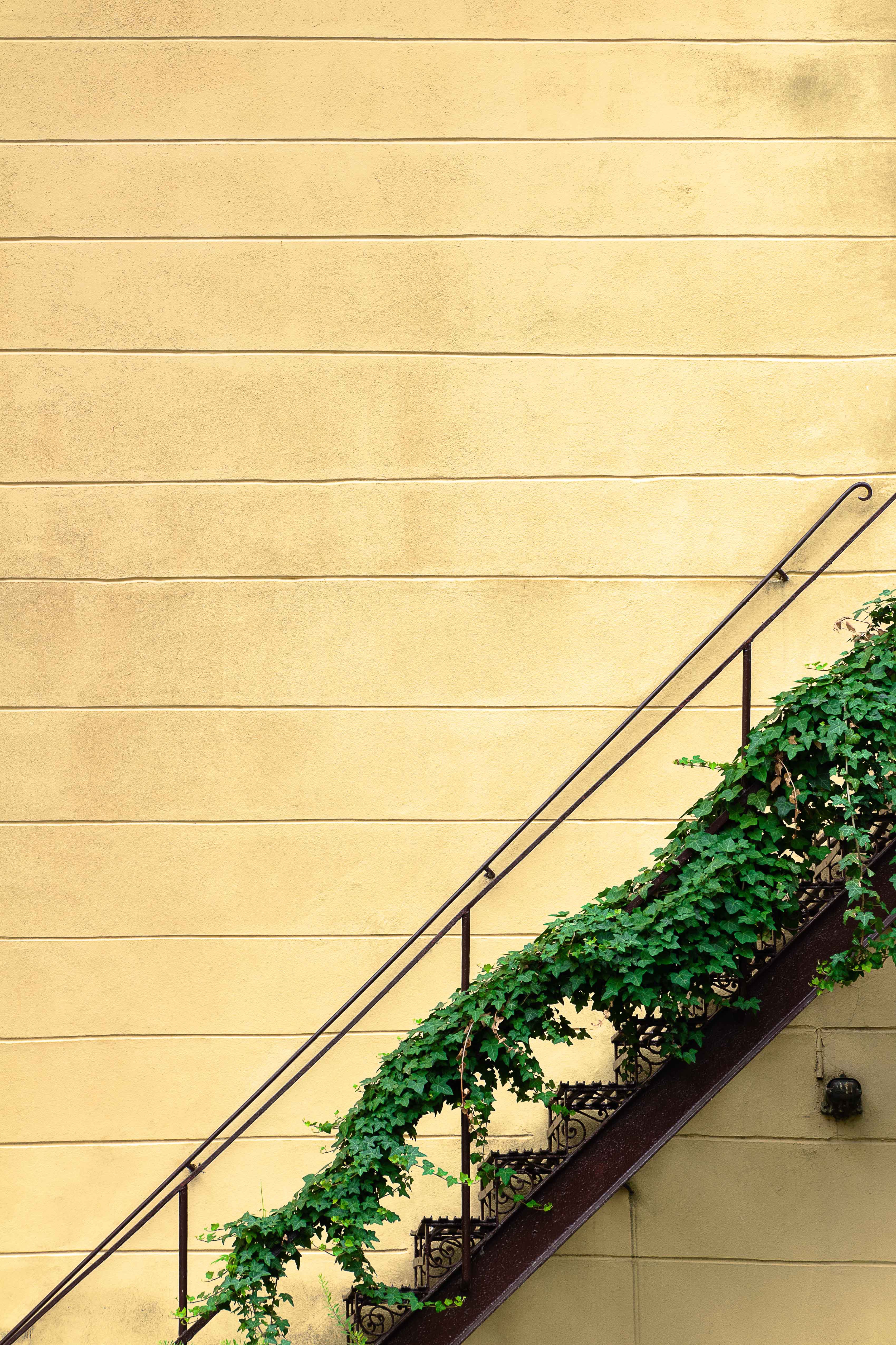 Handy-Wallpaper Treppe, Wand, Leiter, Pflanze, Minimalismus kostenlos herunterladen.