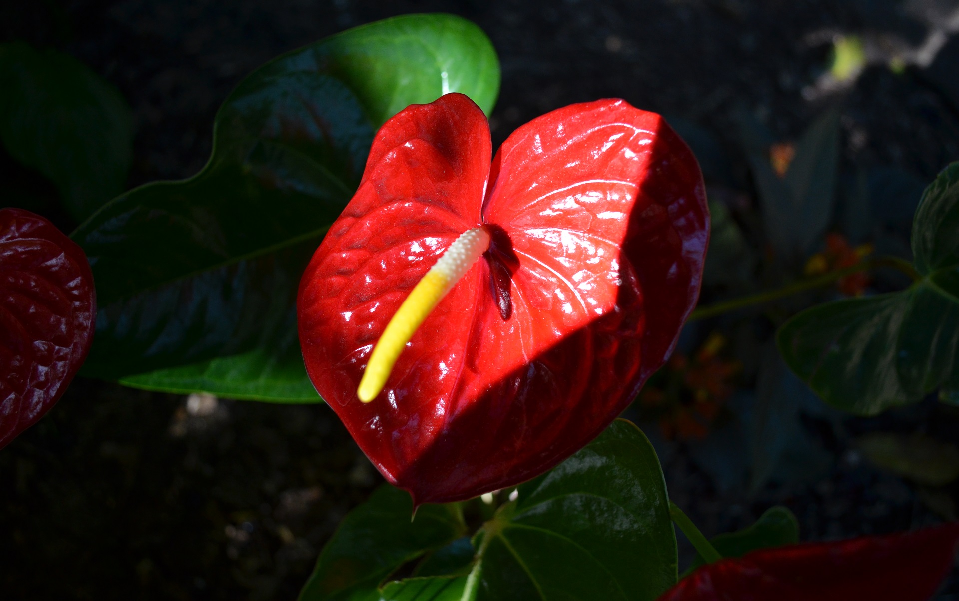 earth, anthurium, flower, nature, plant, red, flowers