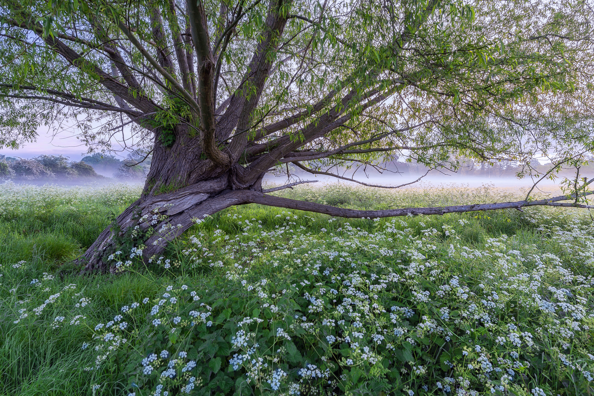 Download mobile wallpaper Trees, Flower, Tree, Earth, Field, Spring for free.