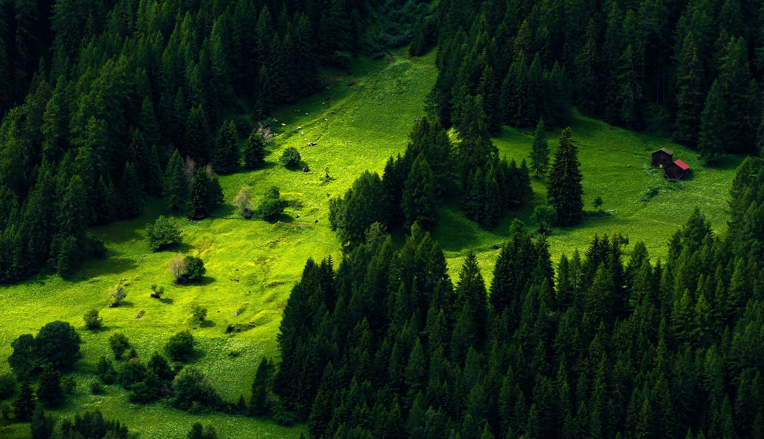 earth, forest, green, mountain, pine, tree