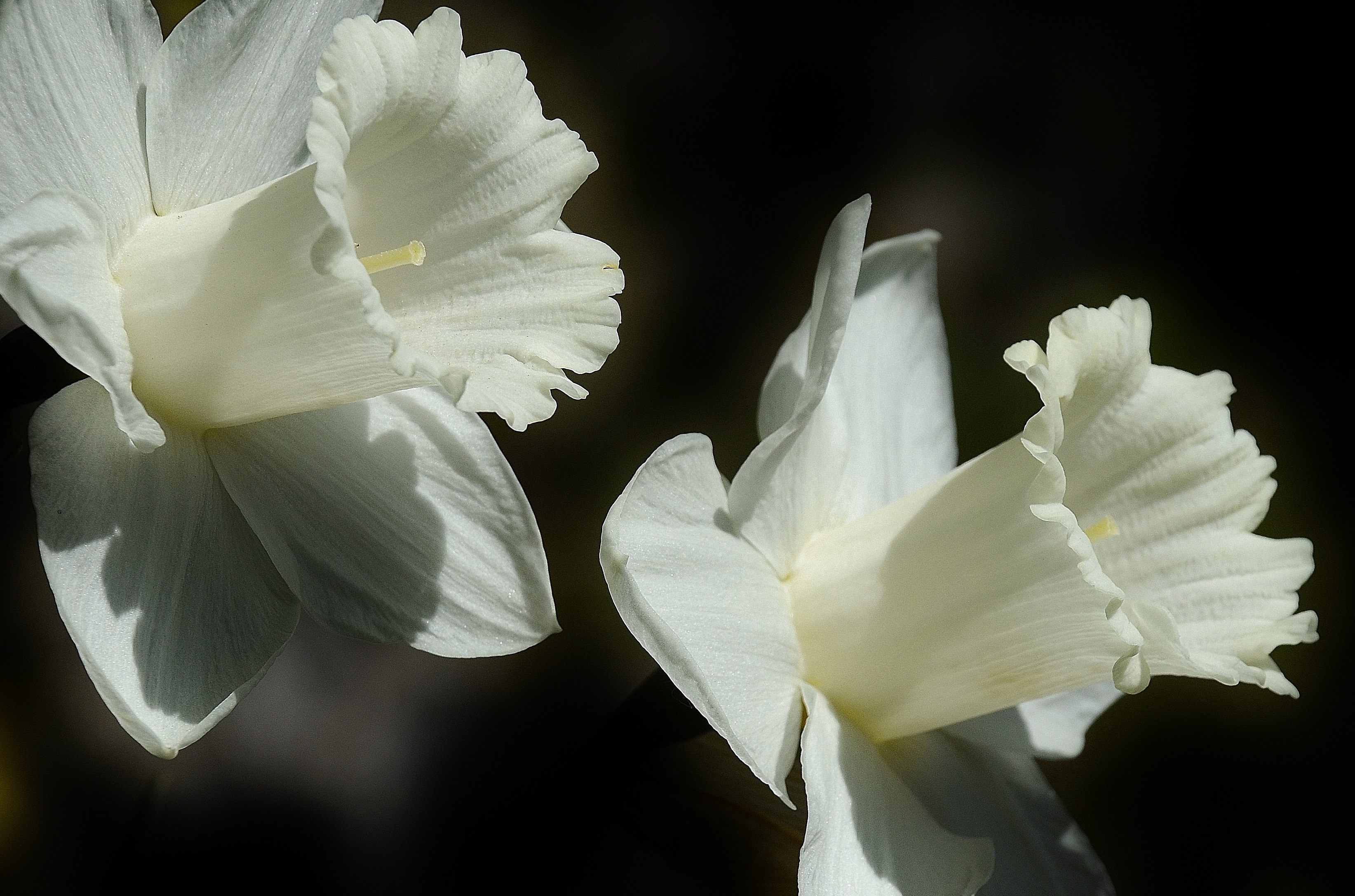 Laden Sie das Bud, Knospe, Lilie, Lily, Blume, Nahaufnahme, Blumen-Bild kostenlos auf Ihren PC-Desktop herunter