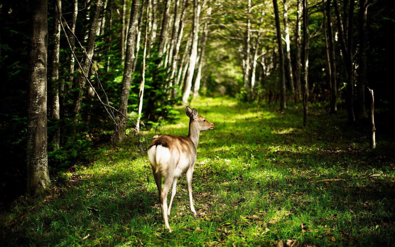 Косуля фото животное фото в лесу летом