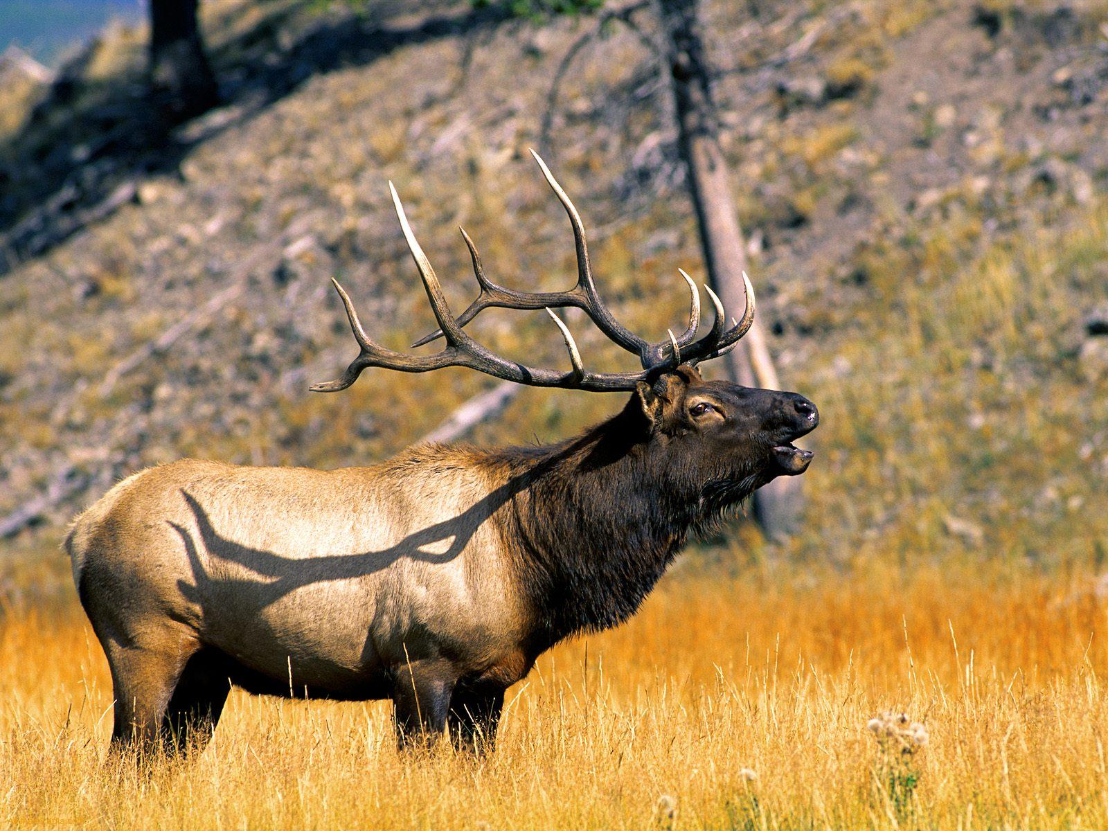 elk, animal