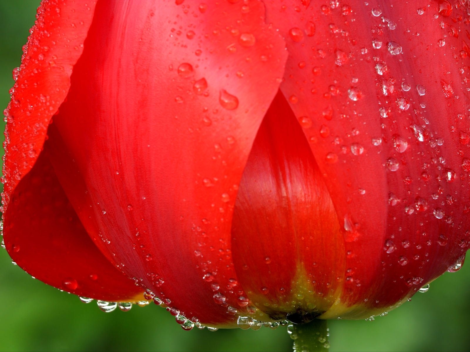 Téléchargez des papiers peints mobile Plantes, Tulipes, Drops, Fleurs gratuitement.