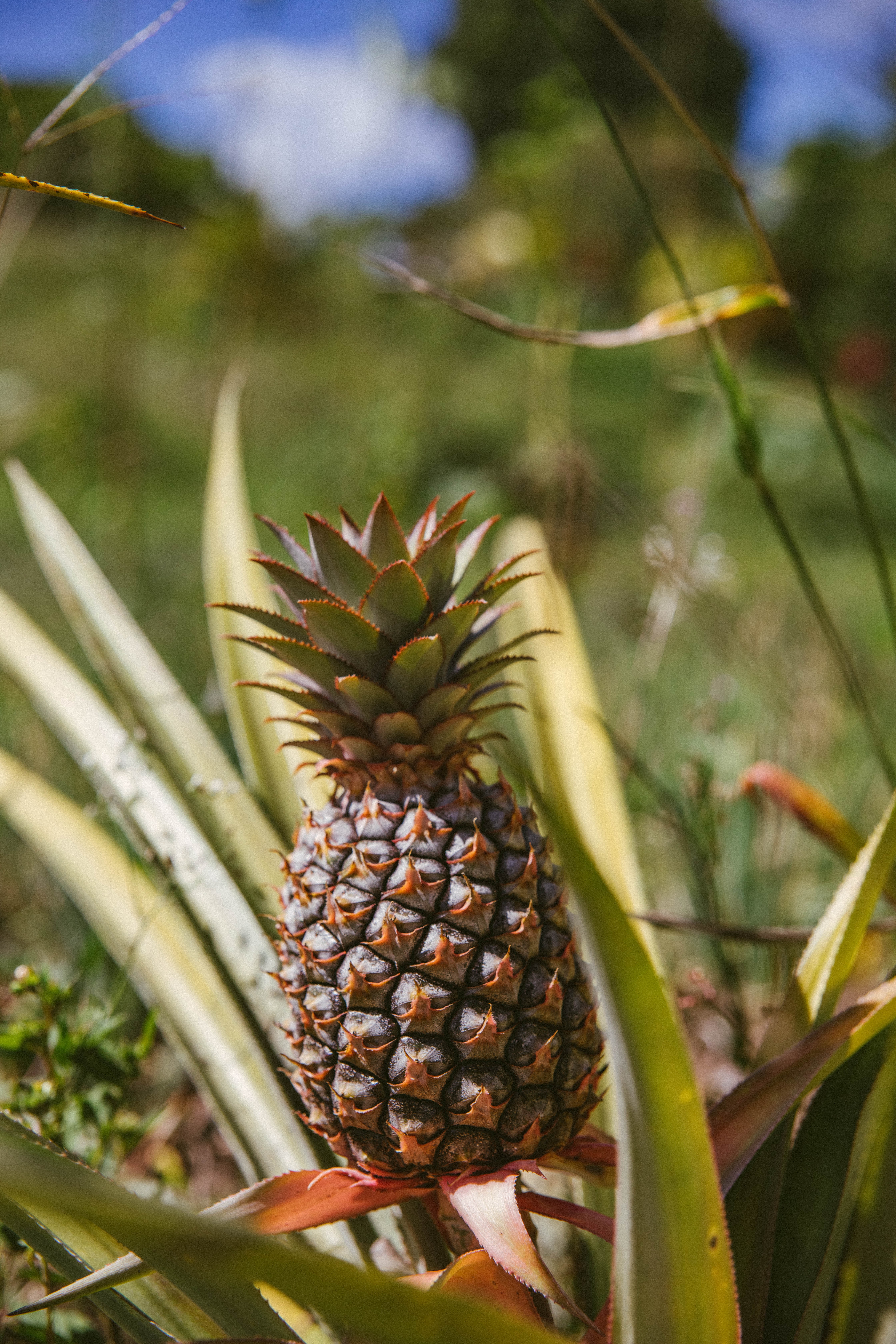 Download mobile wallpaper Food, Pineapple, Leaves, Fruit for free.