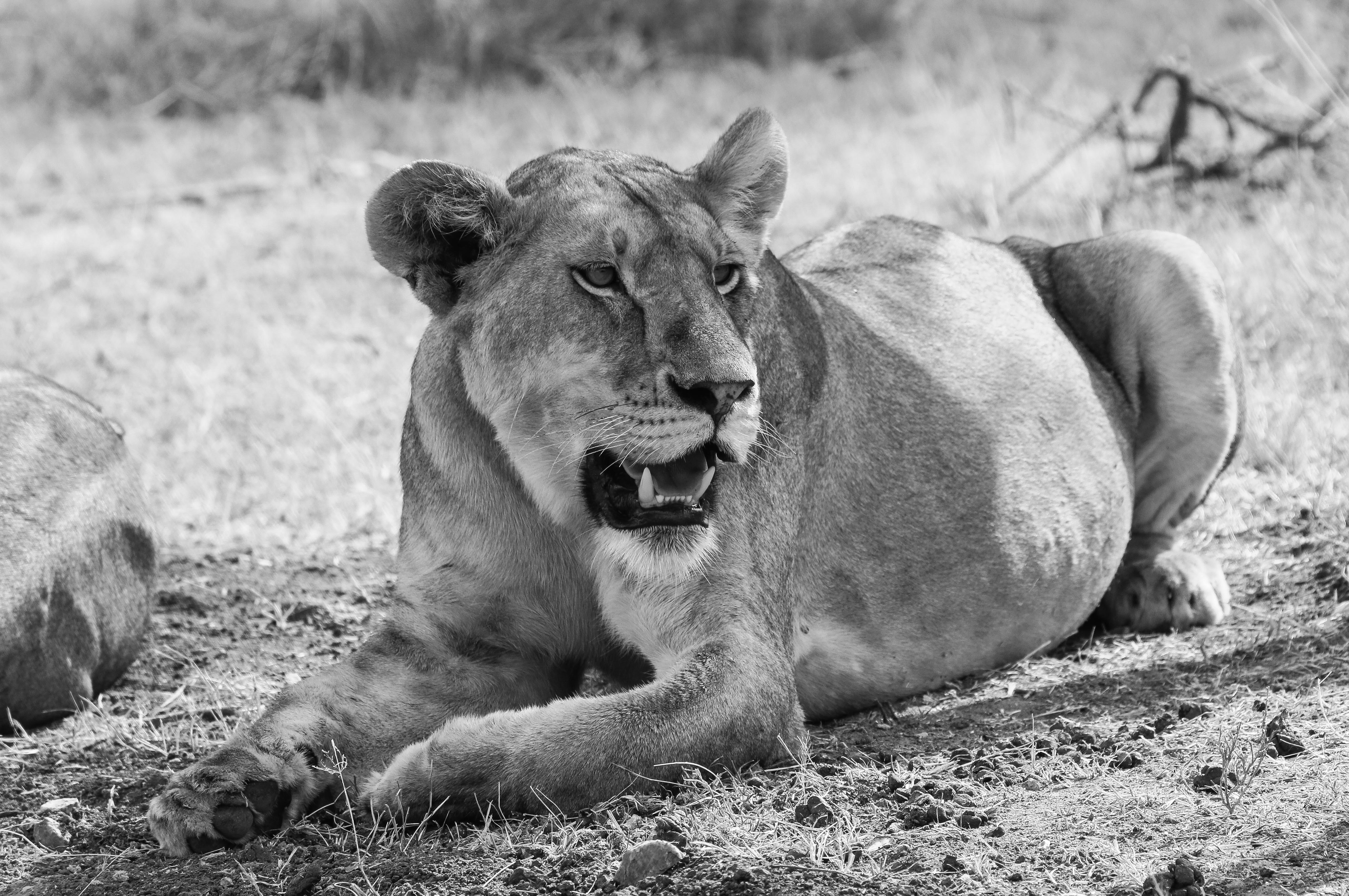 Download mobile wallpaper Animals, Big Cat, Bw, Chb, Lioness for free.