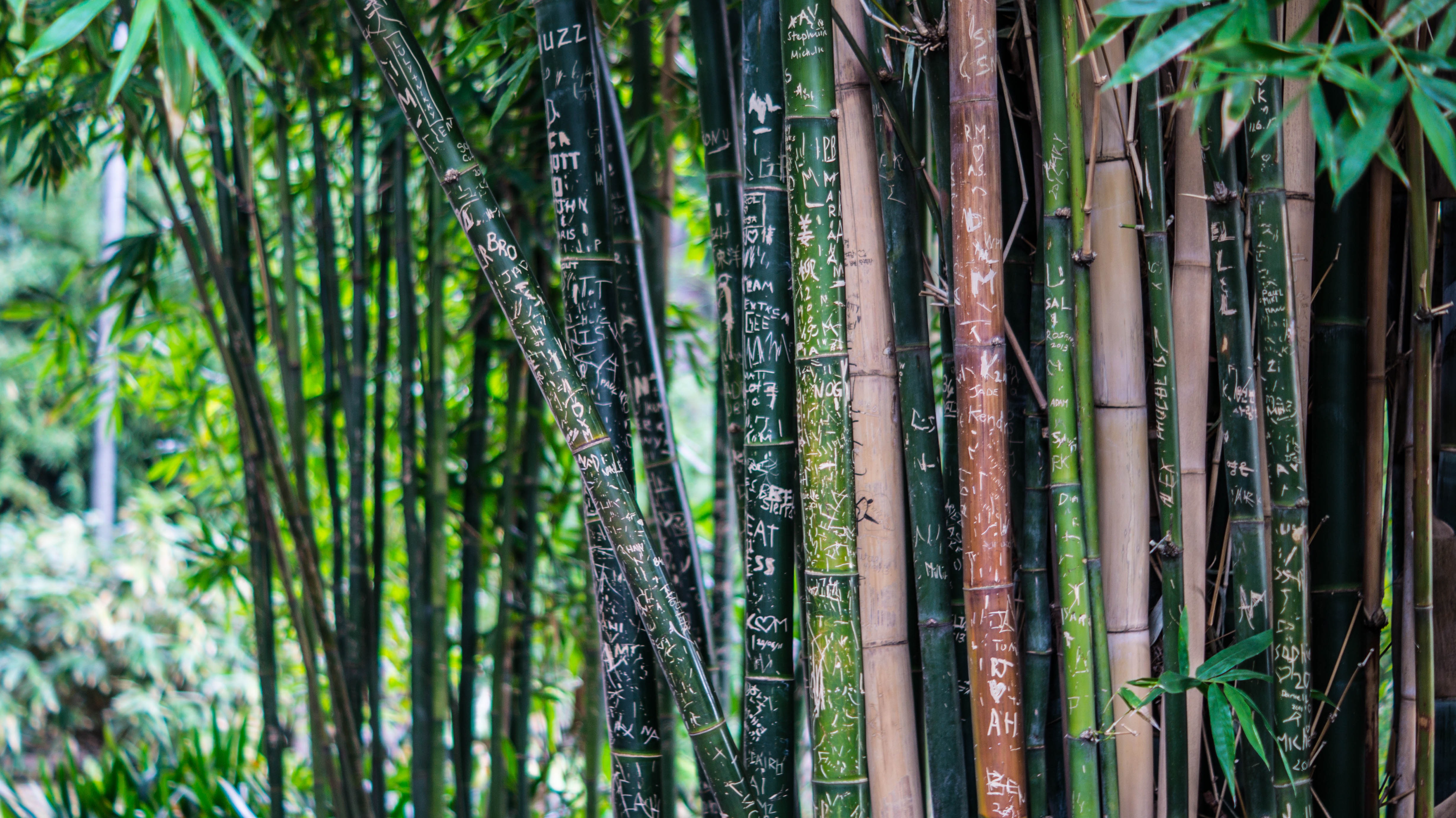 bamboo, plant, nature, lettering, inscriptions 1080p