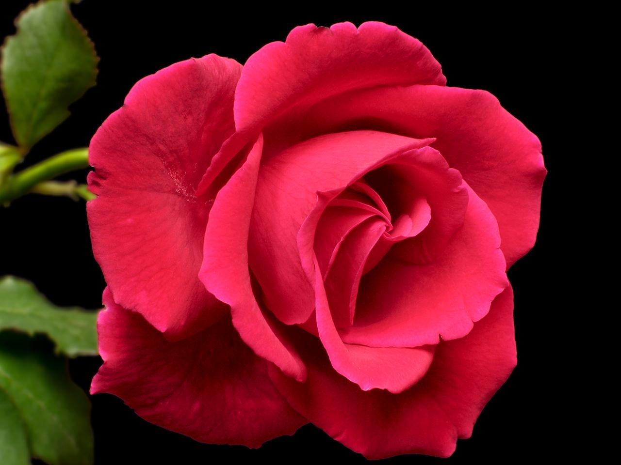 47375 завантажити шпалери рози, рослини, квіти, червоний - заставки і картинки безкоштовно
