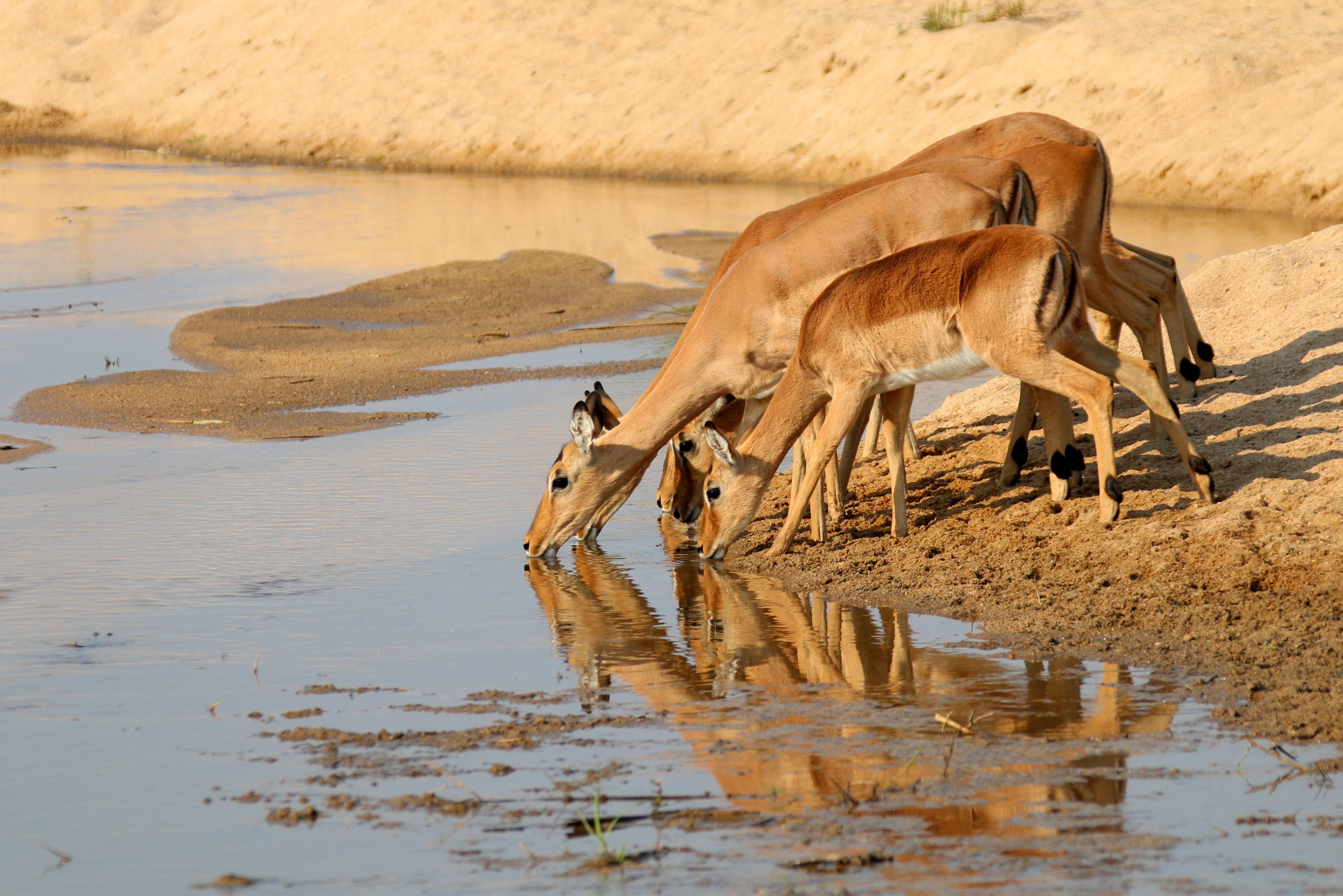 749380 Hintergrundbild herunterladen tiere, gazelle, antilope, spiegelung - Bildschirmschoner und Bilder kostenlos