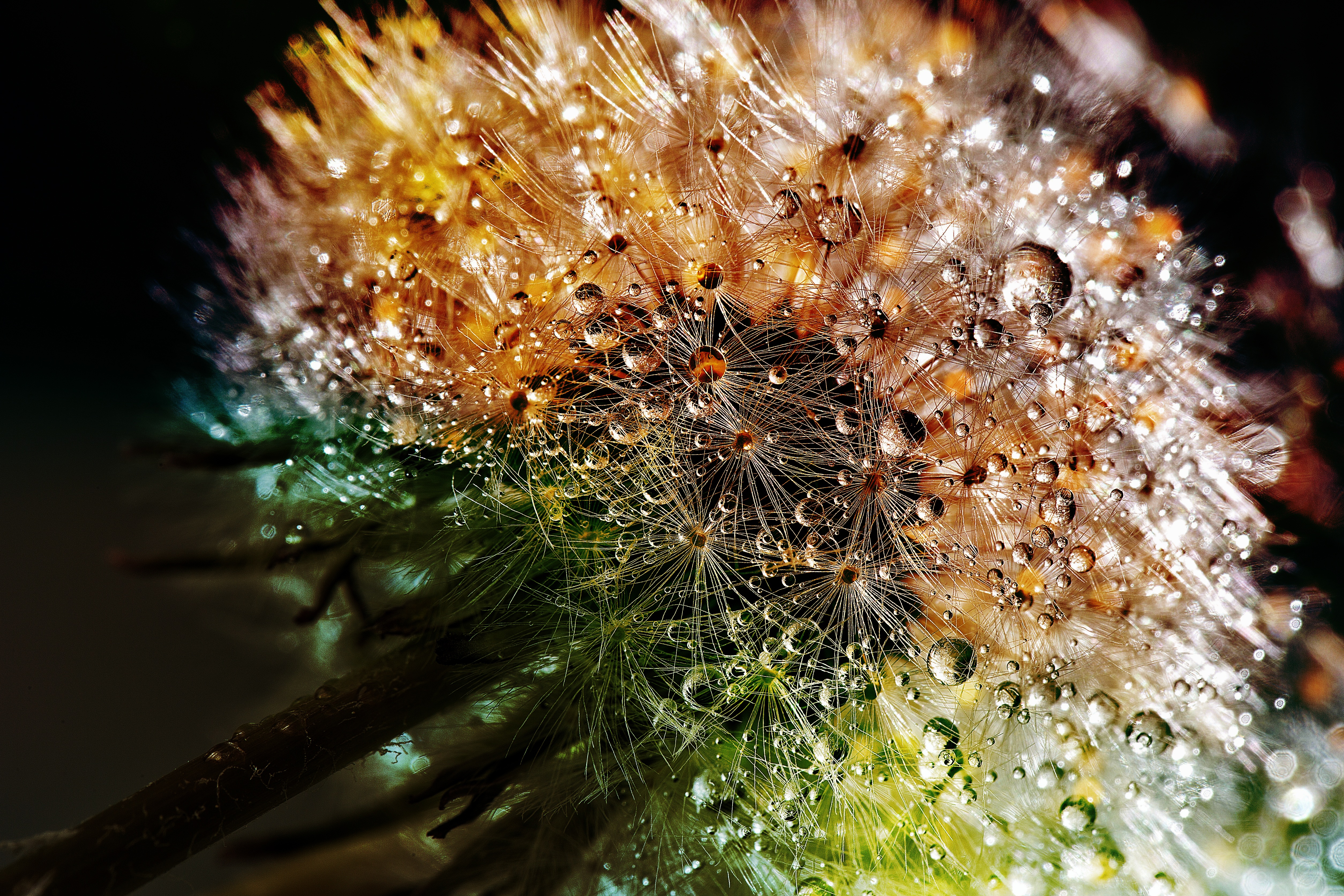 dandelion, drops, flower, macro, close up, fluff, fuzz HD wallpaper