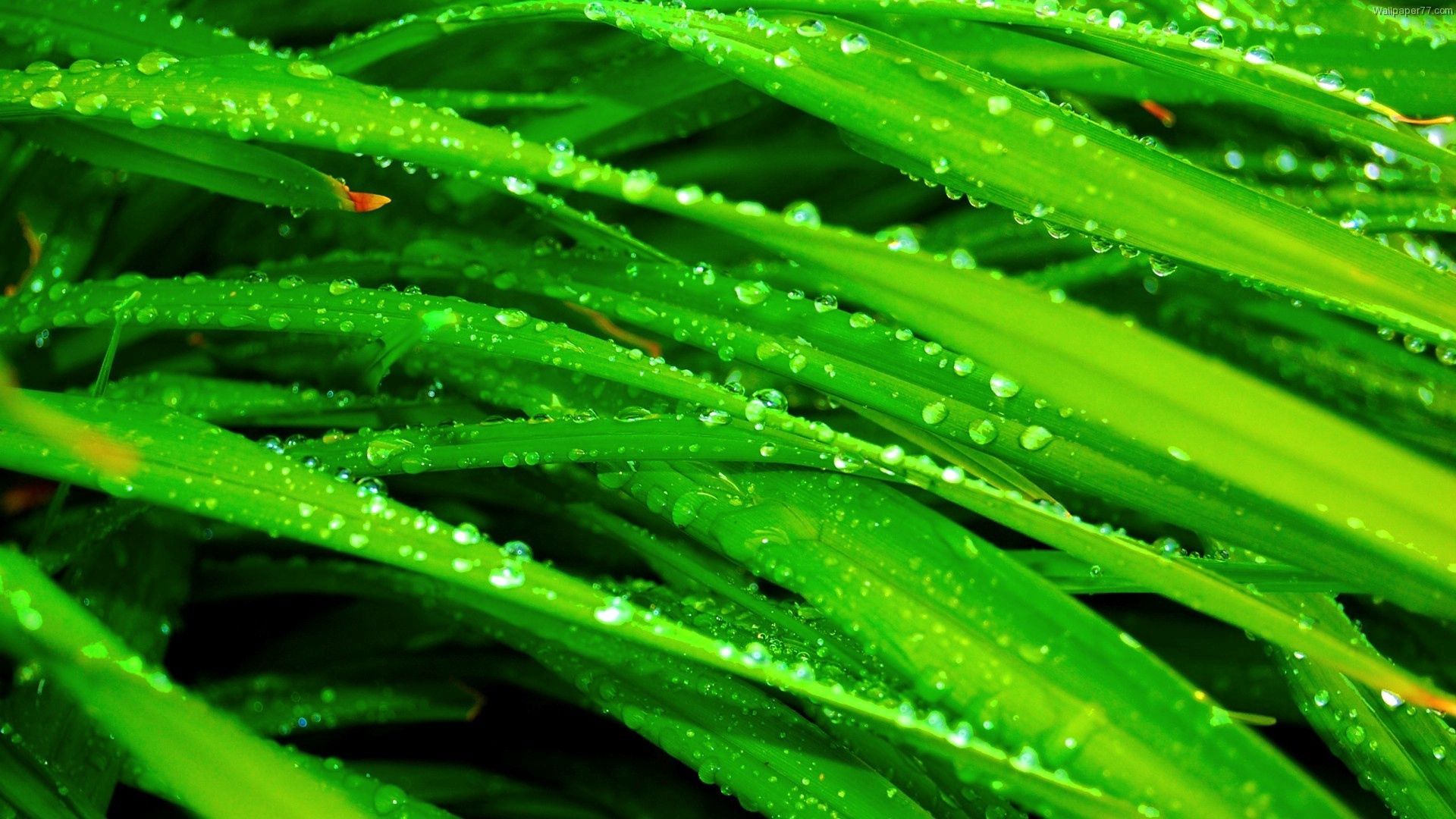 grass, drops, macro, wet, greens, dew, humid 2160p