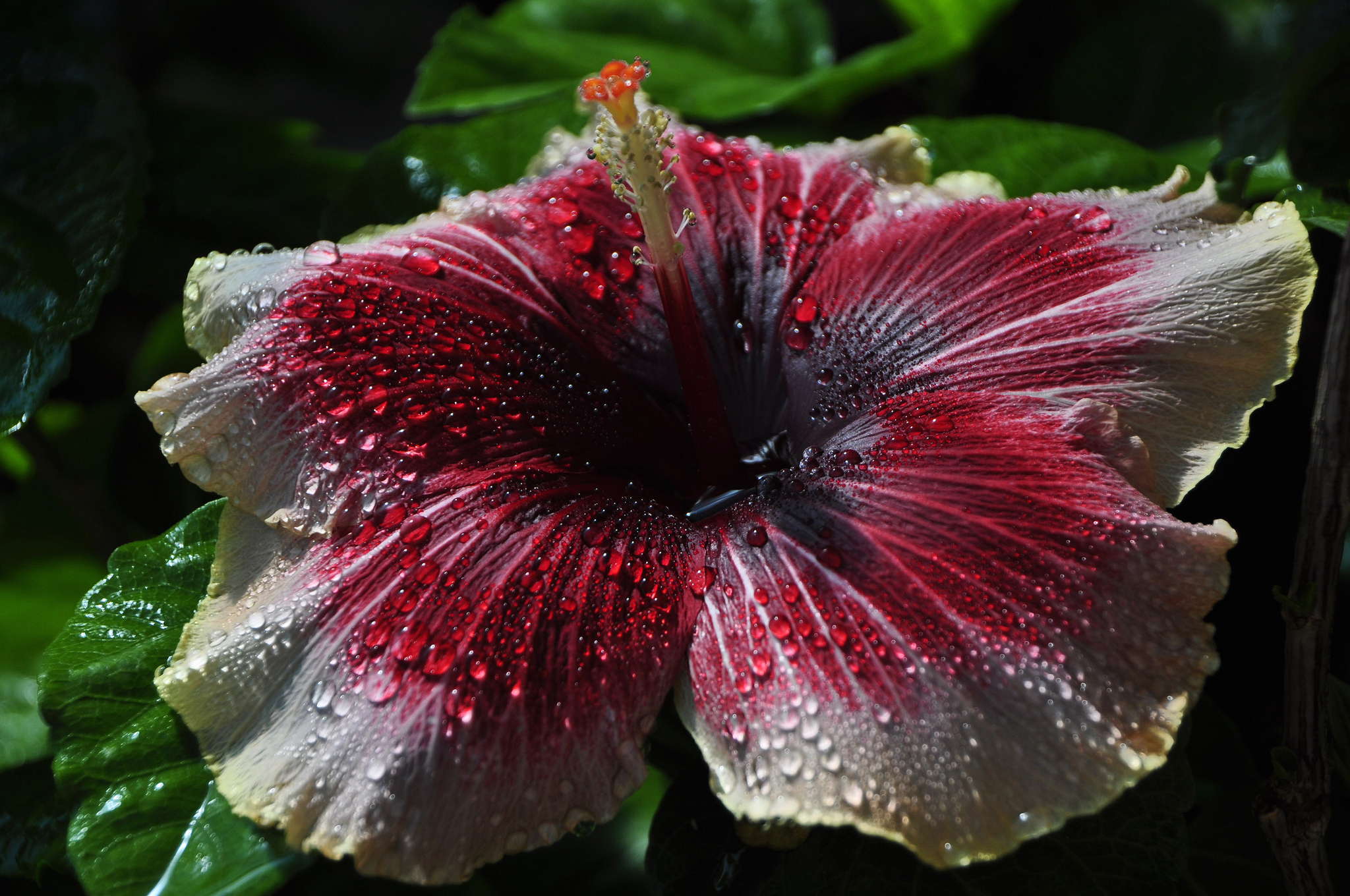 Download mobile wallpaper Flowers, Flower, Earth, Hibiscus, Red Flower, Water Drop for free.