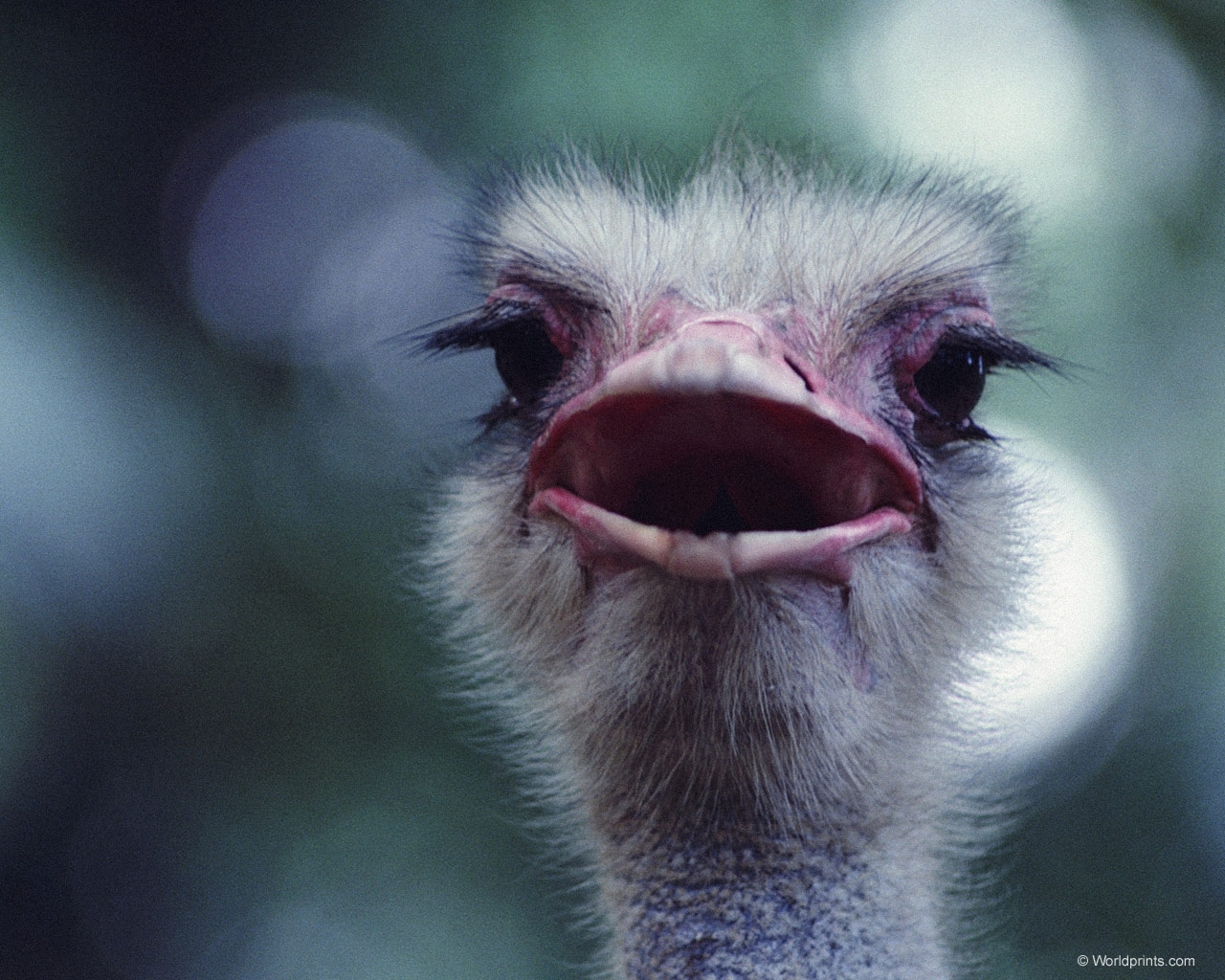 Download mobile wallpaper Animals, Ostrich for free.