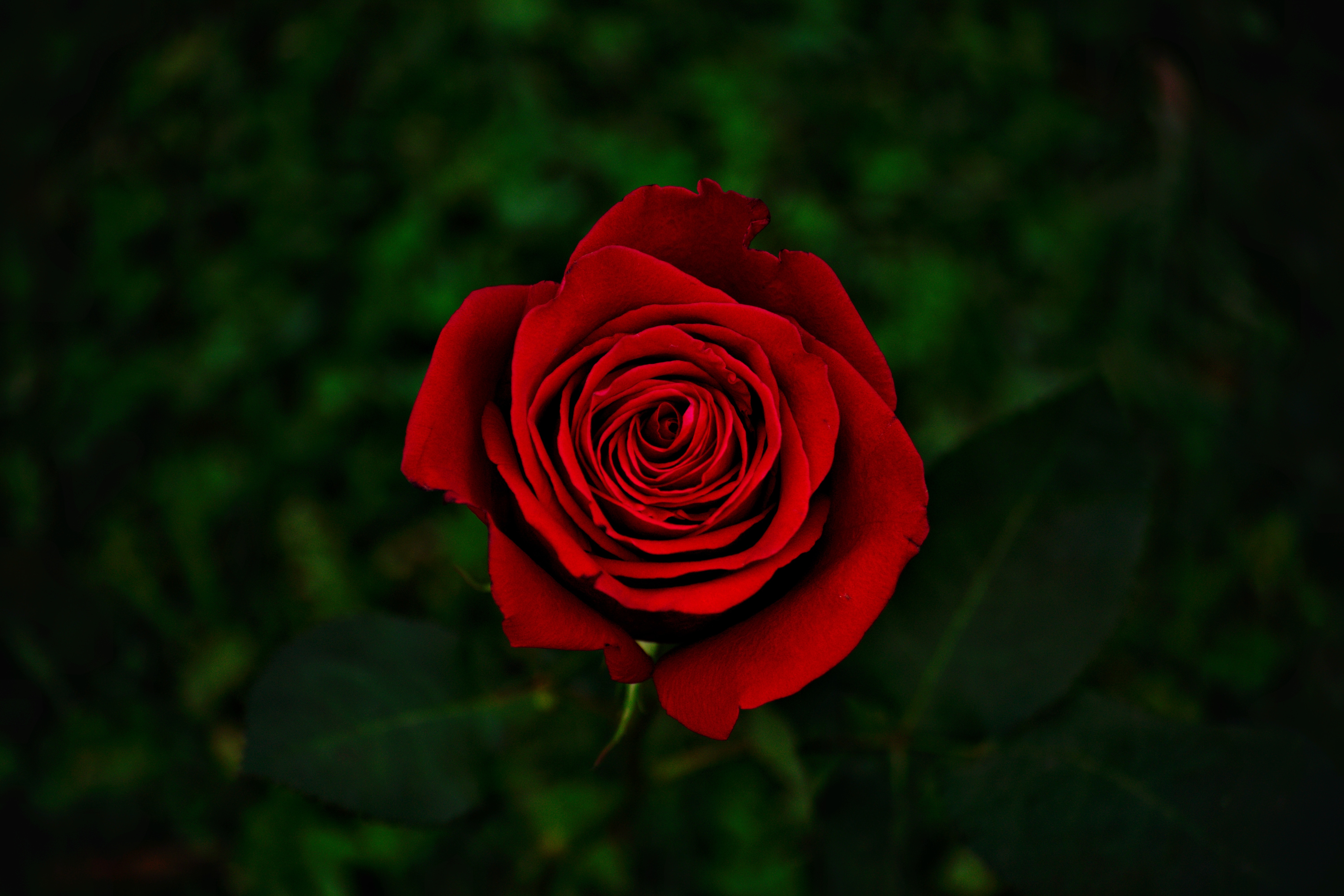 rose, rose flower, flowers, red, flower, close up, bloom, flowering 2160p