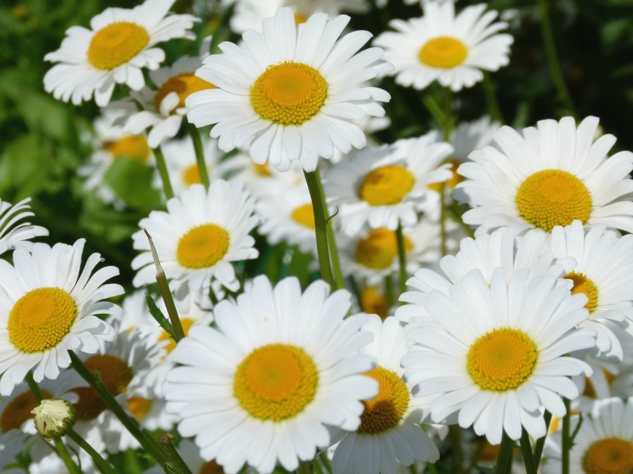 Download mobile wallpaper Plants, Flowers, Camomile for free.
