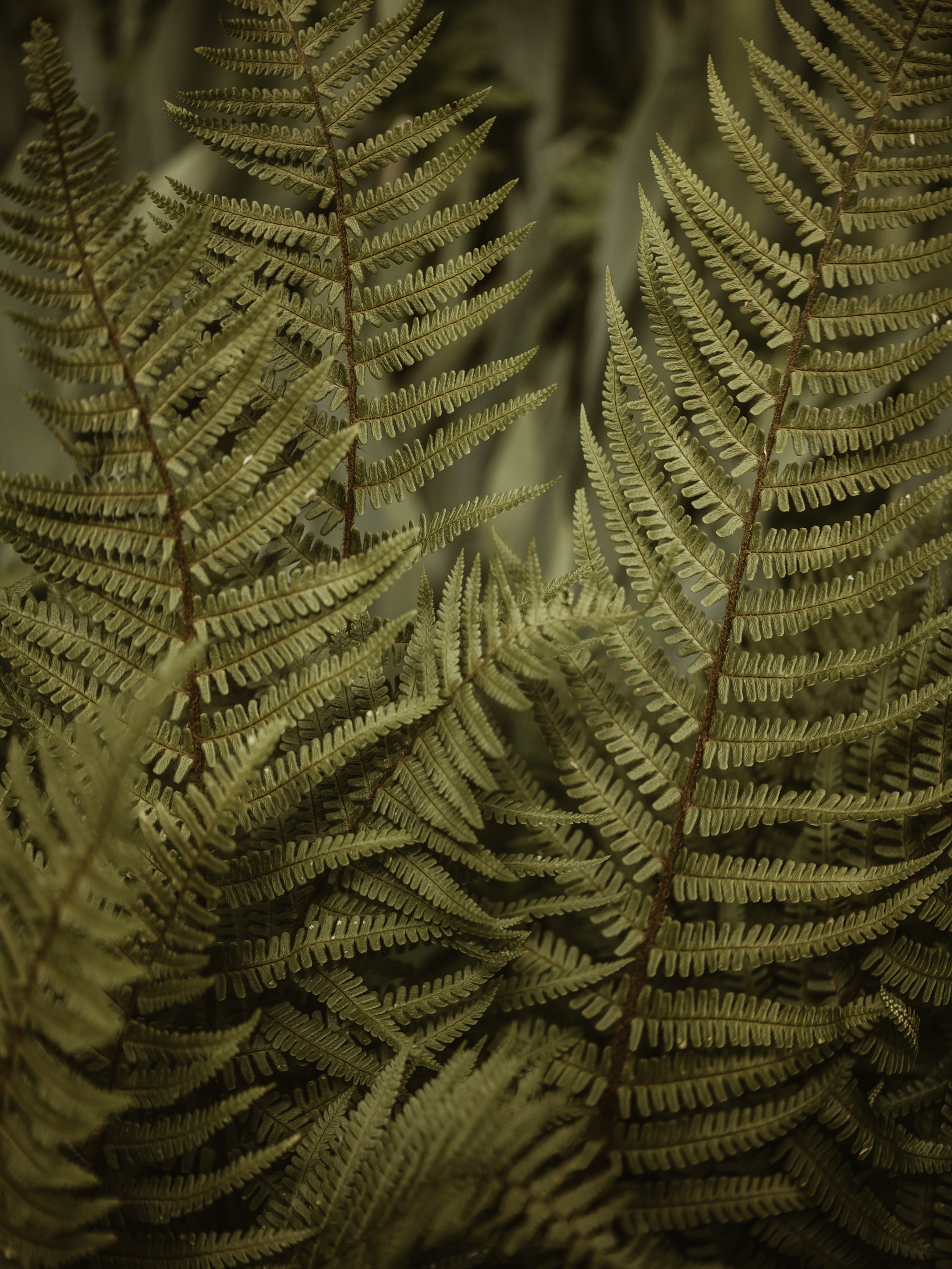 bush, fern, leaves, macro phone background