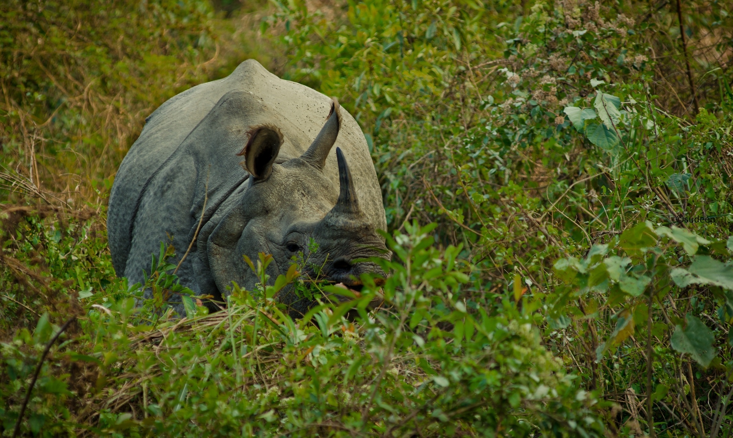 117973 Bild herunterladen tiere, grass, ausblenden, nashorn, rhinoceros, horn - Hintergrundbilder und Bildschirmschoner kostenlos