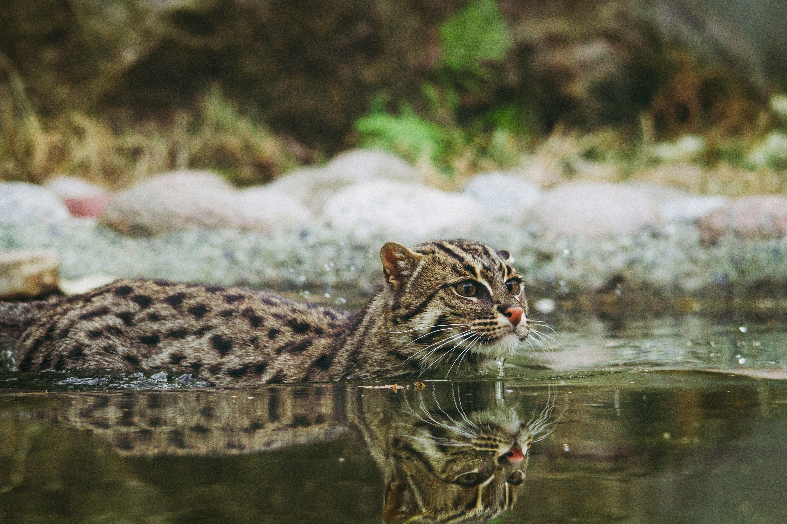 animals, water, to swim, swim, fishing cat, fish cat, mottled cat, ratchet cat