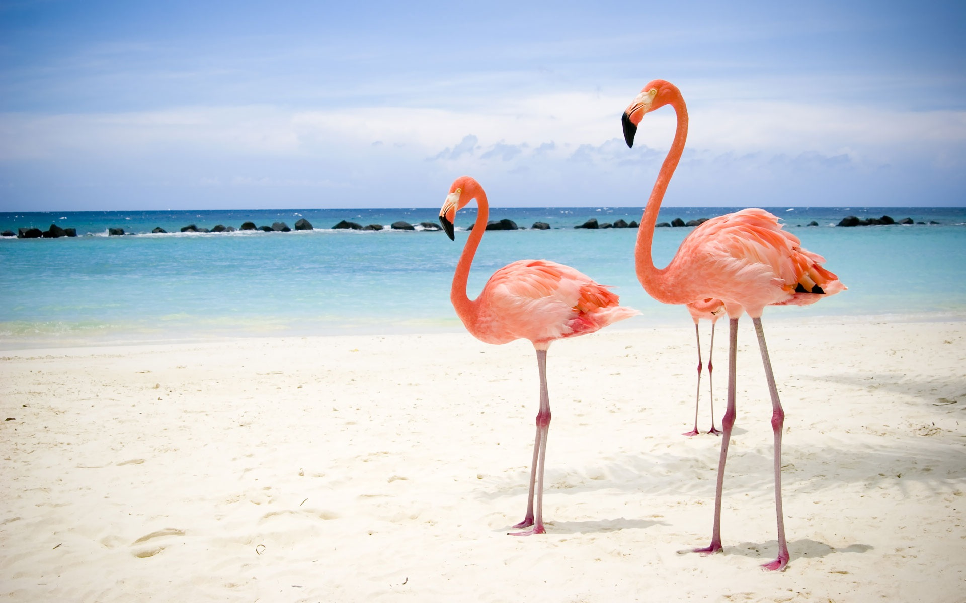 429960 Hintergrundbilder und Flamingo Bilder auf dem Desktop. Laden Sie  Bildschirmschoner kostenlos auf den PC herunter