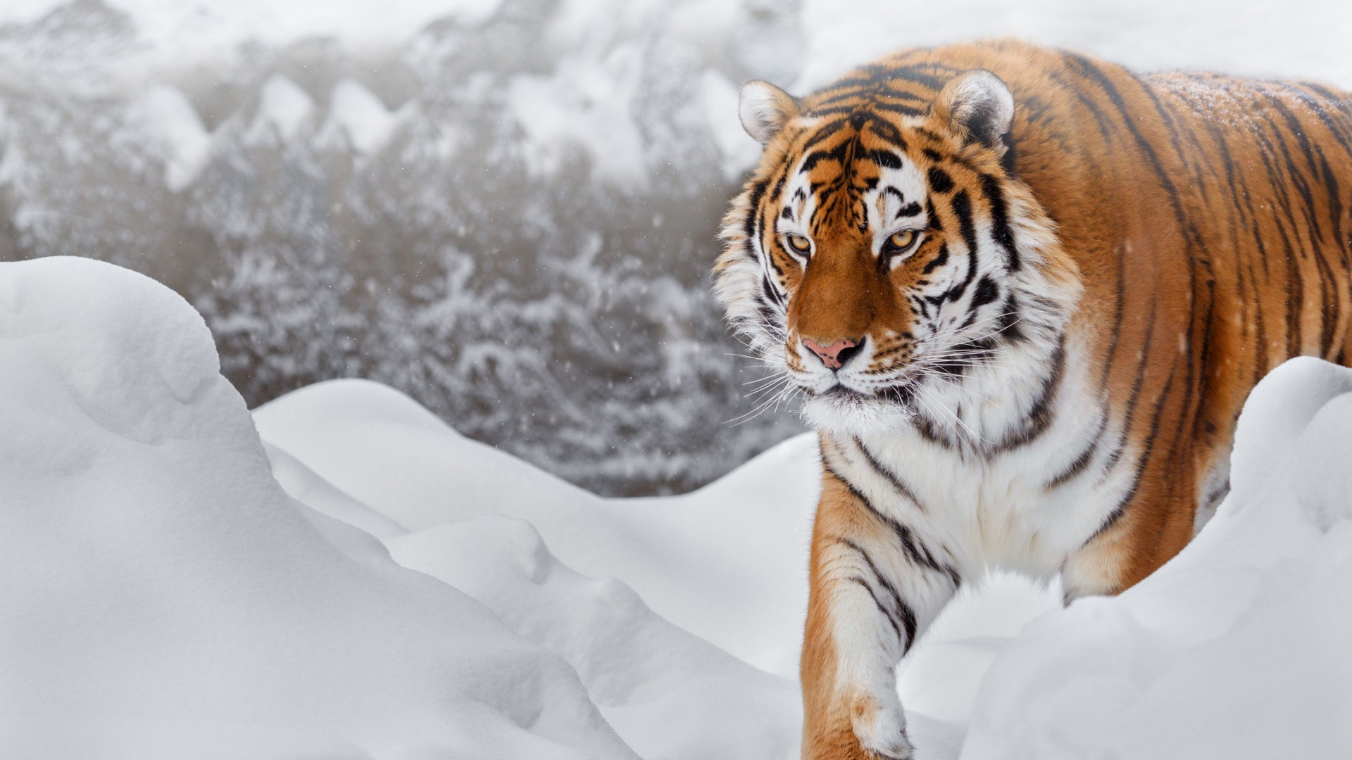 458234 скачать обои животные, тигр, сибирский тигр, снег, кошки - заставки и картинки бесплатно