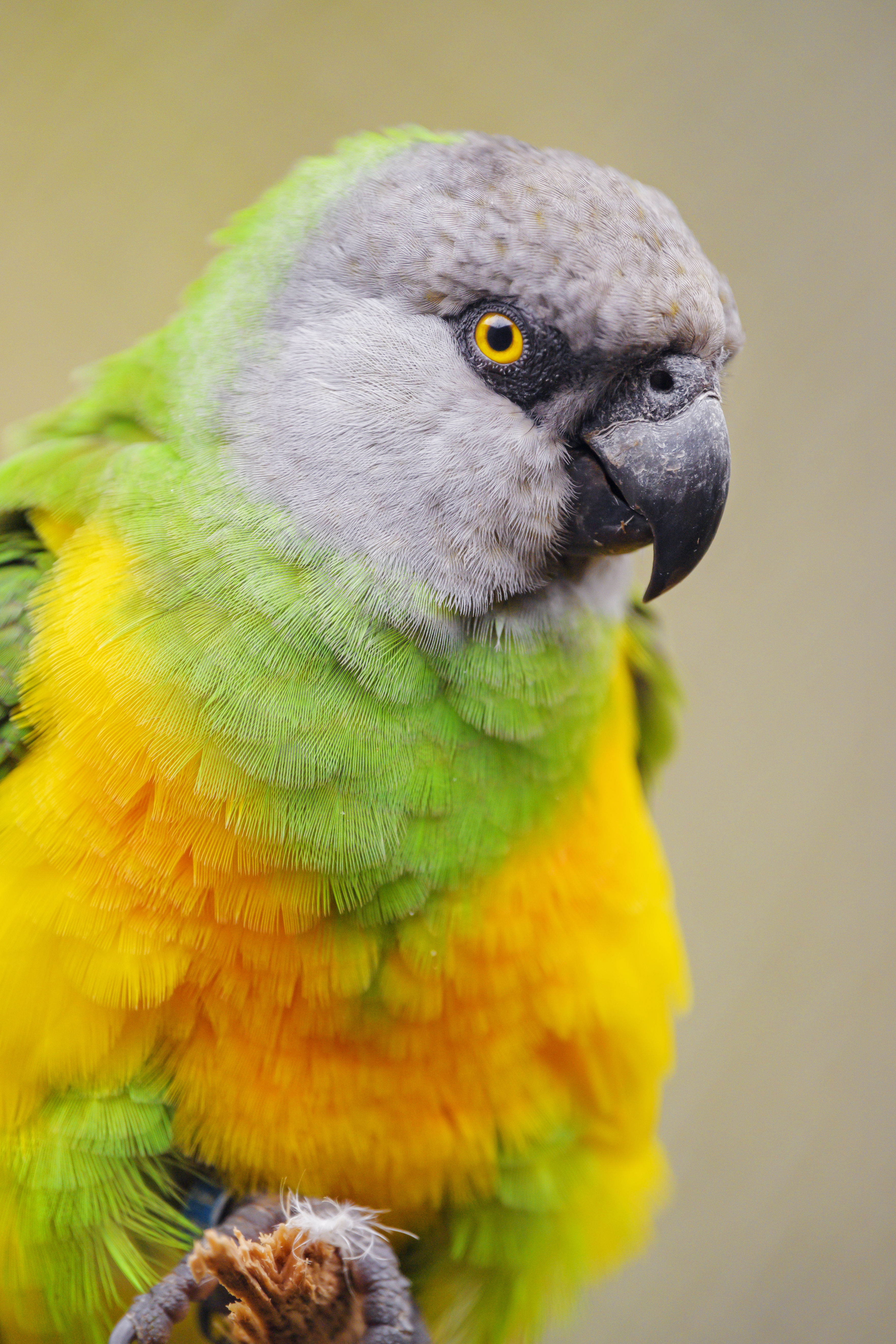 Laden Sie das Motley, Senegalesischer Papagei, Tiere, Vogel, Papageien, Mehrfarbig-Bild kostenlos auf Ihren PC-Desktop herunter