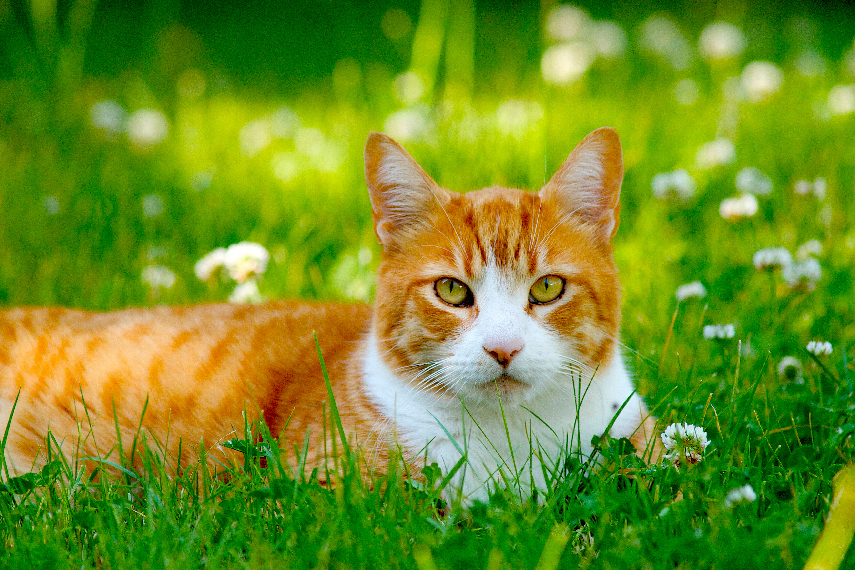 Котик на зеленом фоне. Рыжий кот. Трава для кошек. Рыжий кот на природе. Рыжий кот в траве.