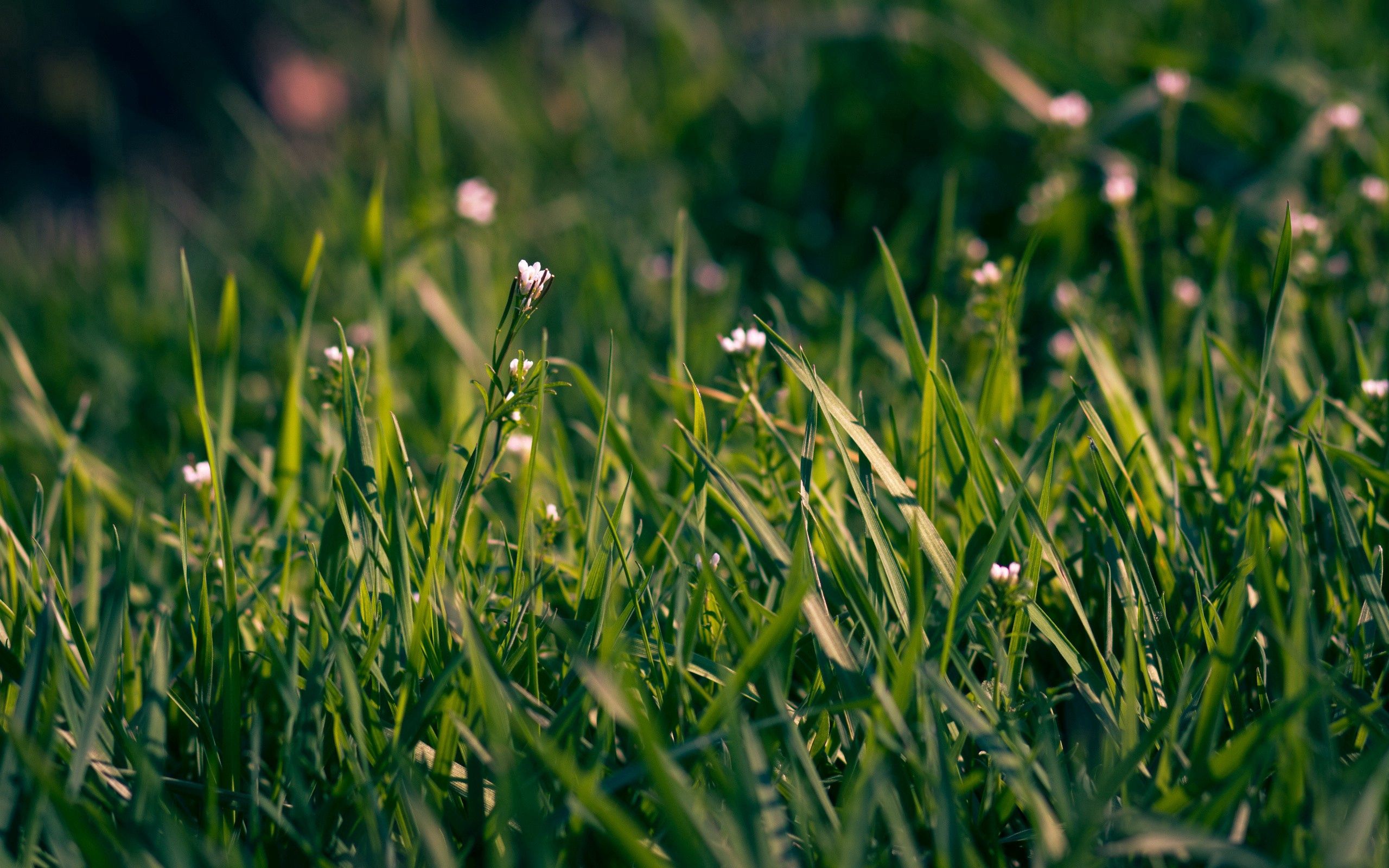 shallow, flowers, grass, macro, field, small 5K
