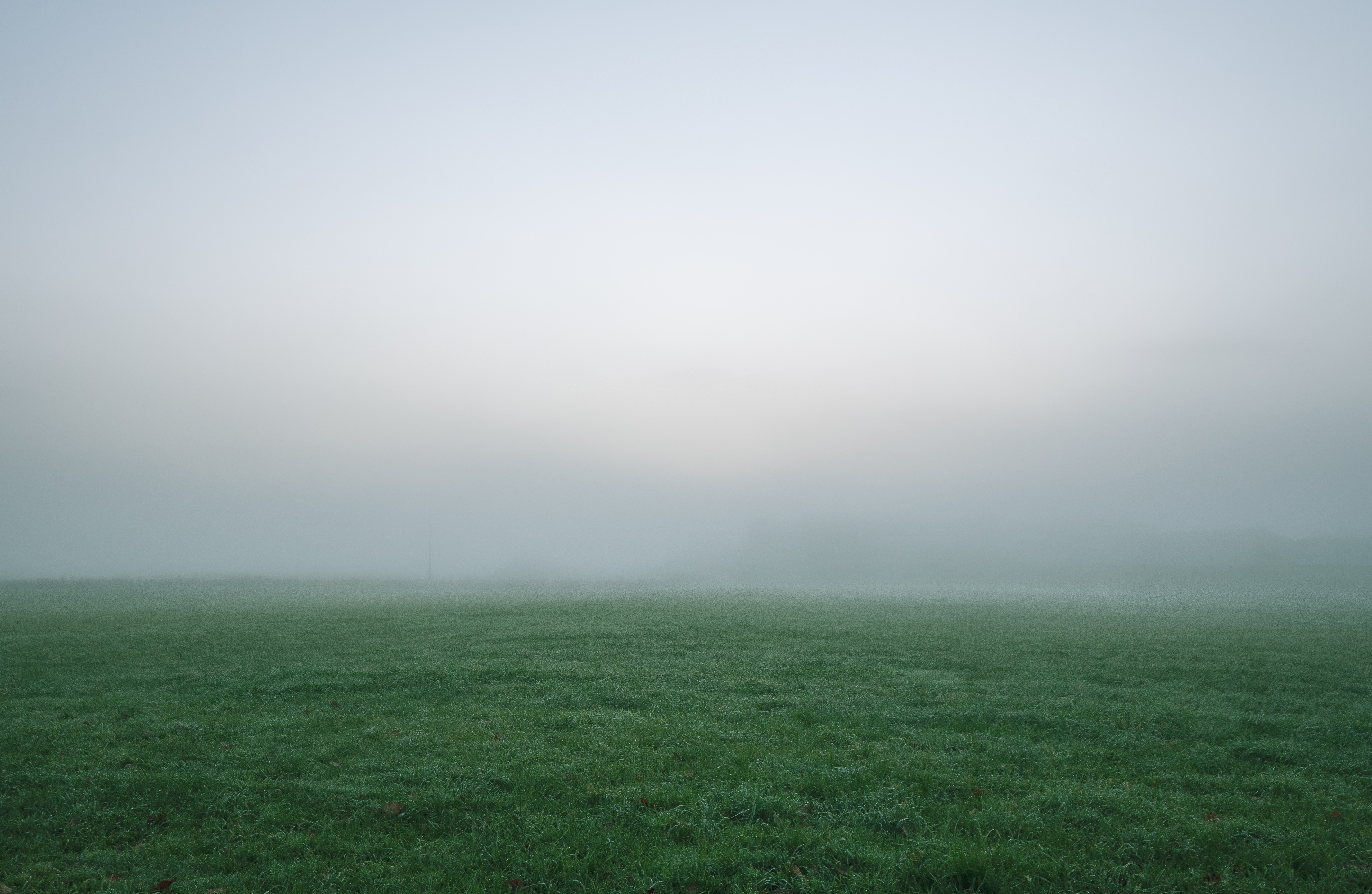 nature, grass, fog, field, thick, impenetrable Free Stock Photo