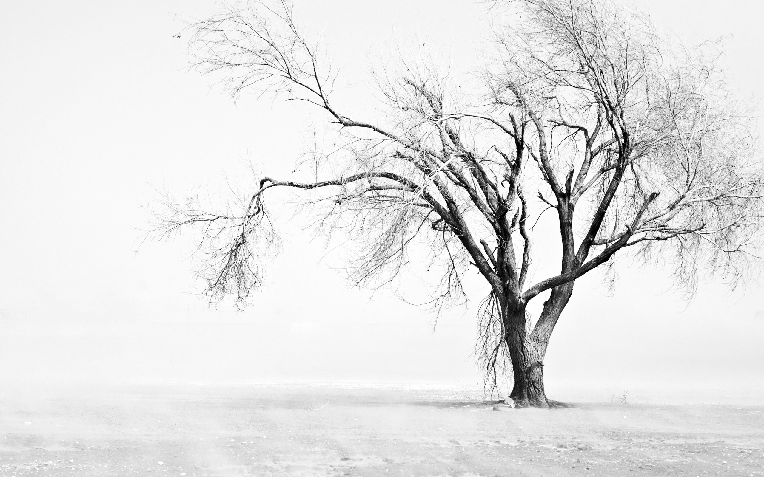 earth, winter, dust, field, texas, tree phone wallpaper