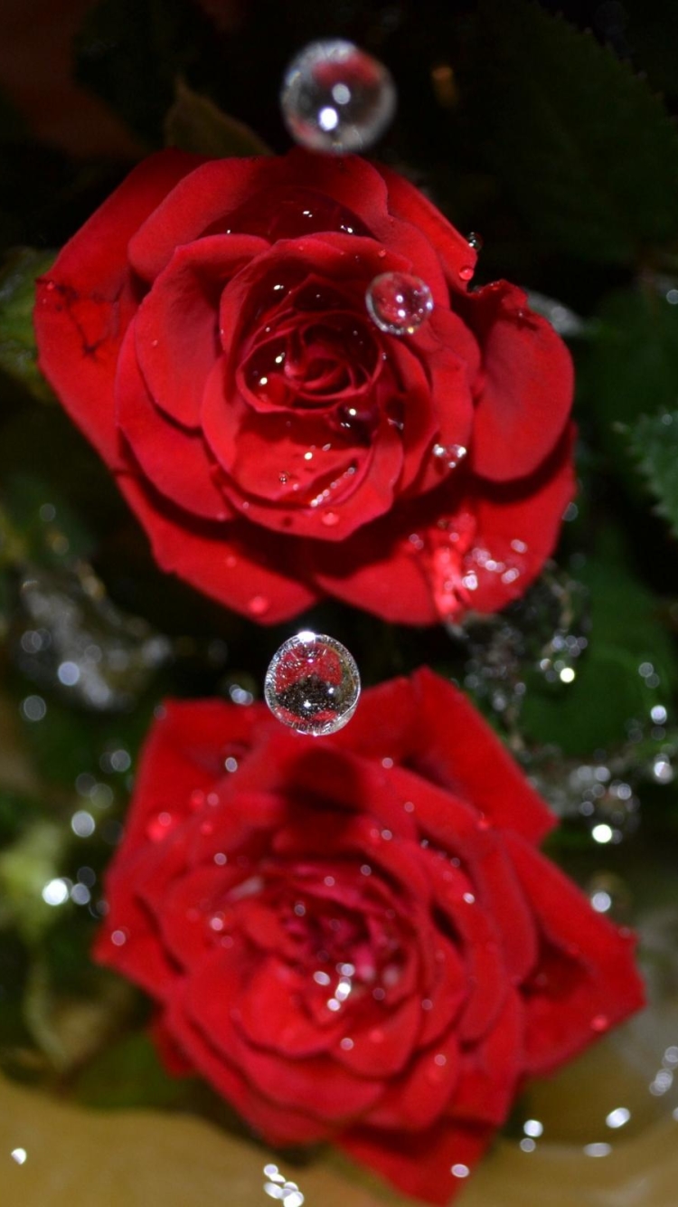 Шикарные живые розы