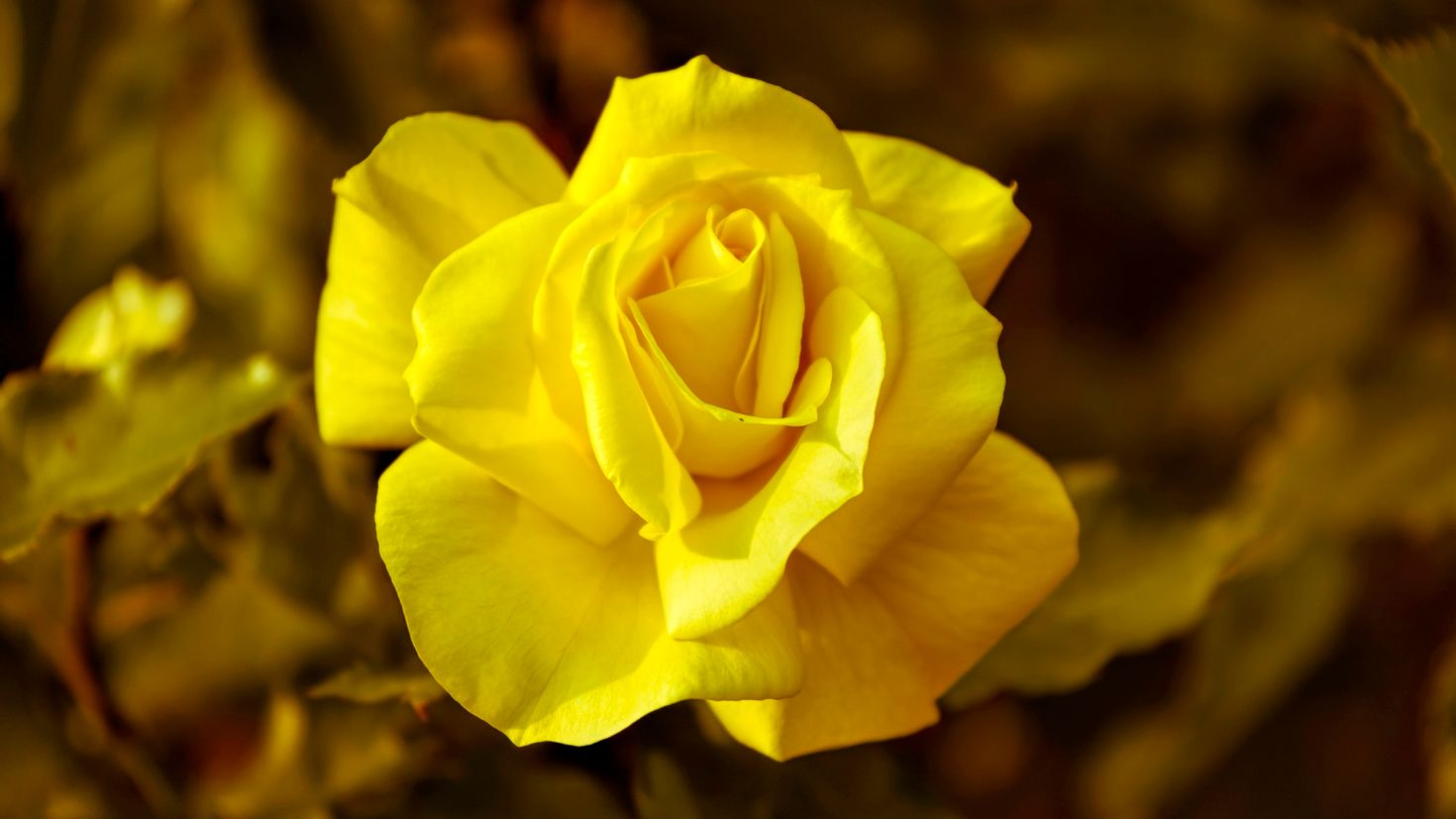 Желтоватые или розовые лепестки. Желтые розы. Цветы желтые розы.