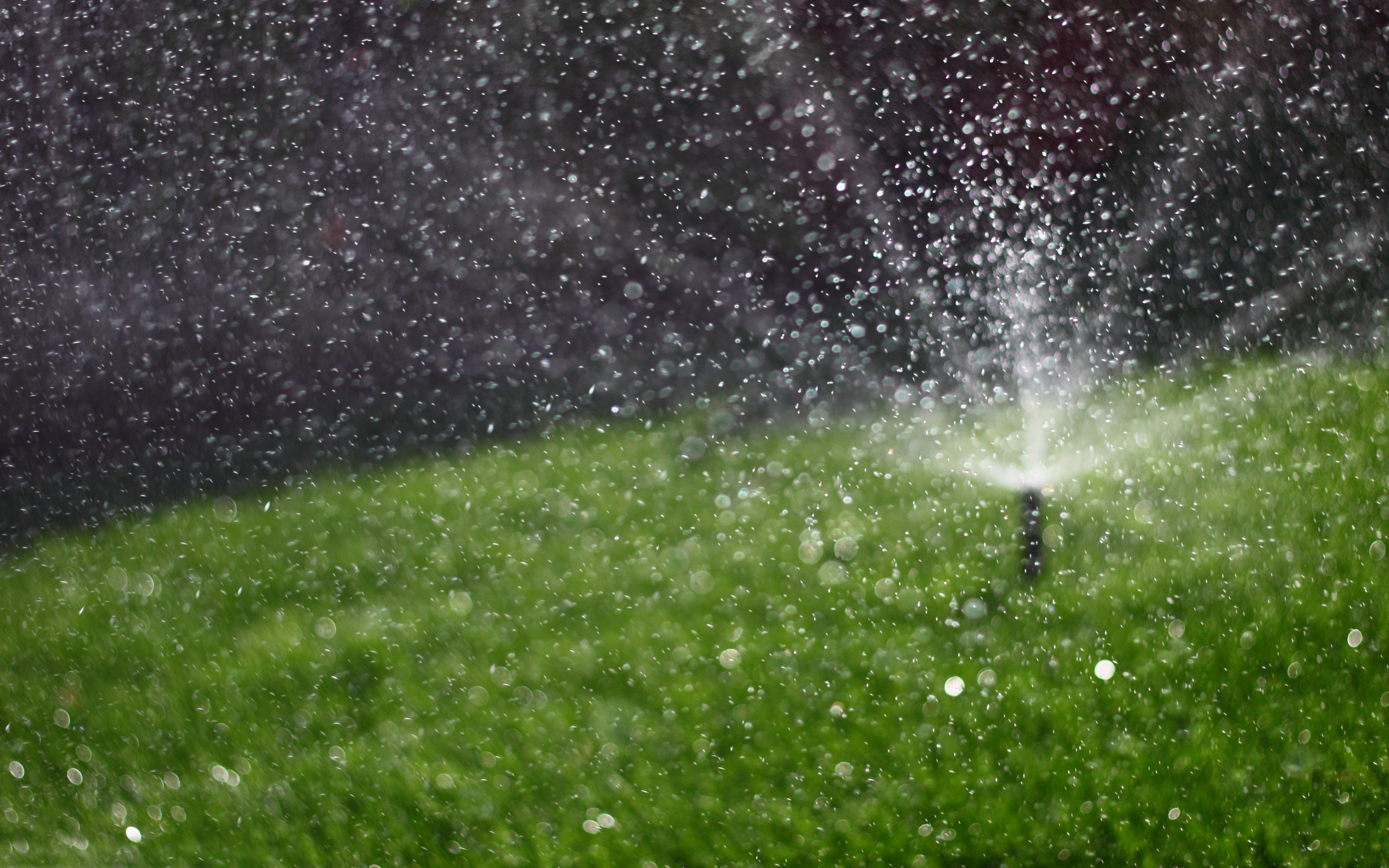 Water grass. Дождь газон. Мокрый газон. Брызги газон. Автополив газона.