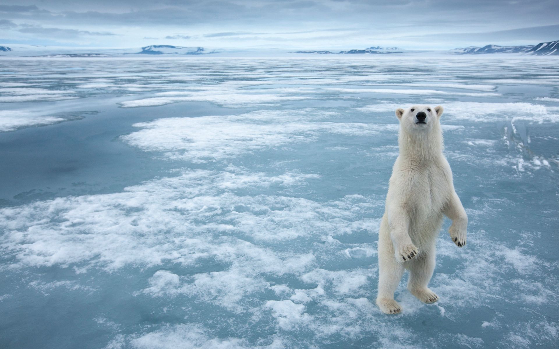 98479壁紙のダウンロード動物, 氷, 雪, くま, 熊, 白い-スクリーンセーバーと写真を無料で