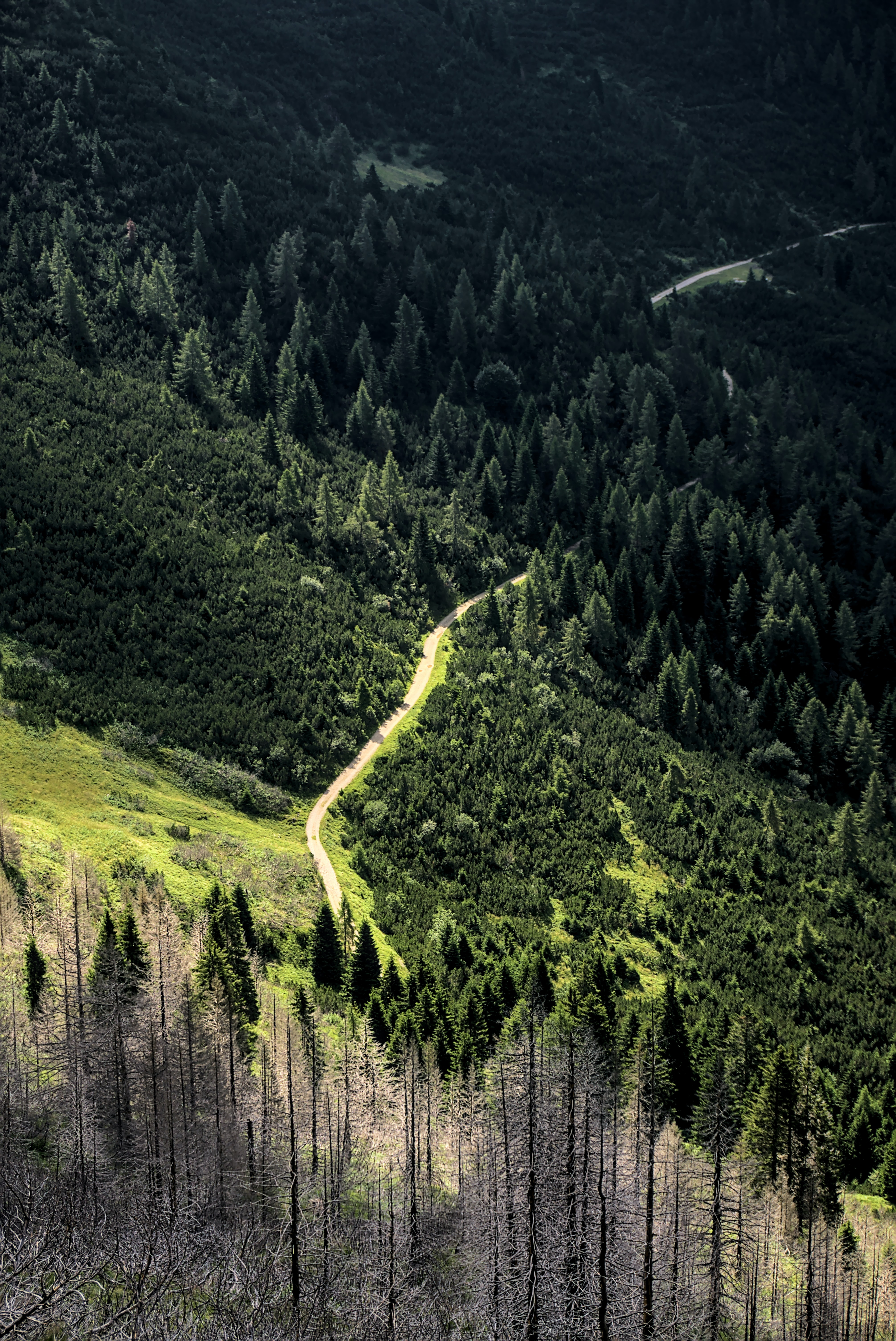 Download mobile wallpaper Slope, Road, Trees, Winding, Forest, Sinuous, Nature for free.