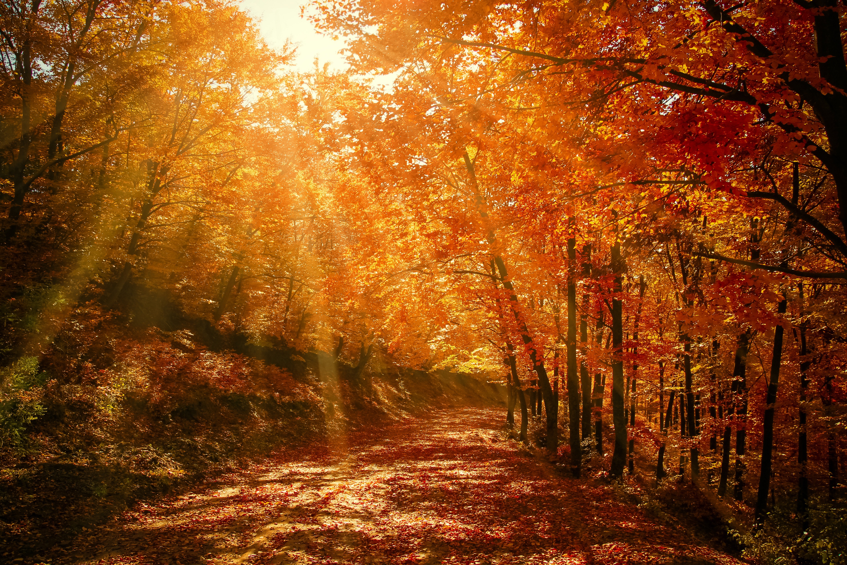 sunlight, nature, forest, autumn, park, foliage