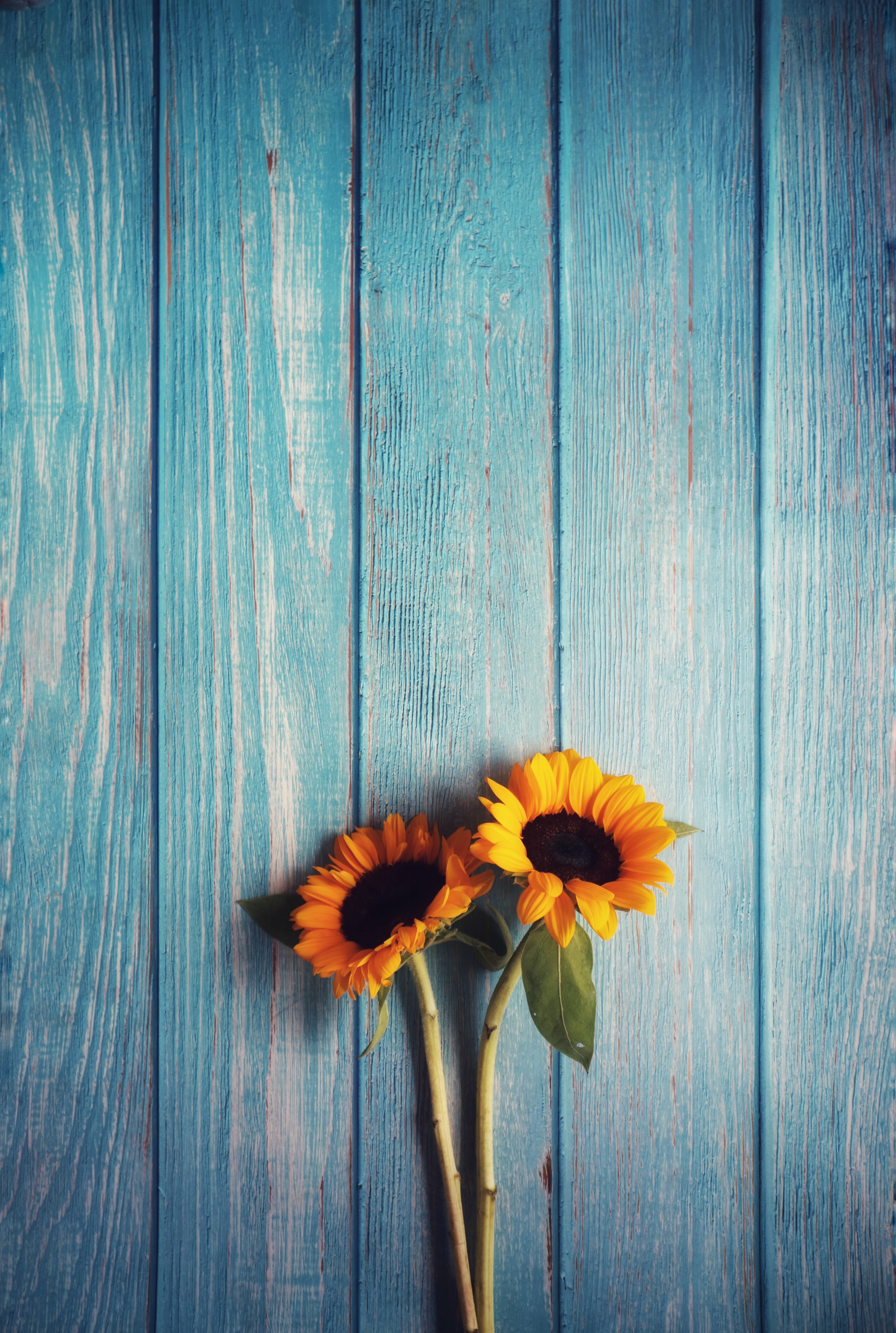 sunflowers, flowers, wood, wooden, texture