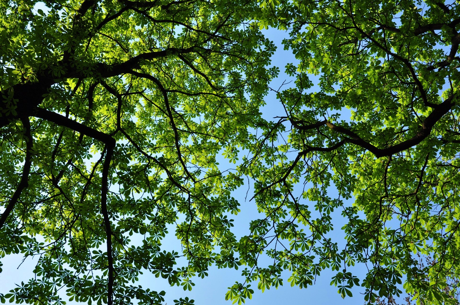 green, earth, tree, canopy, trees