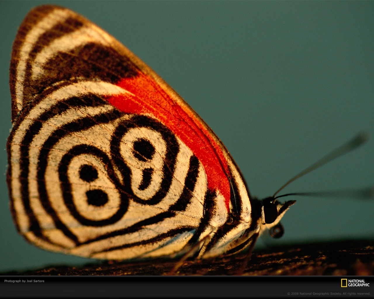 Téléchargez des papiers peints mobile Insectes, Papillons gratuitement.
