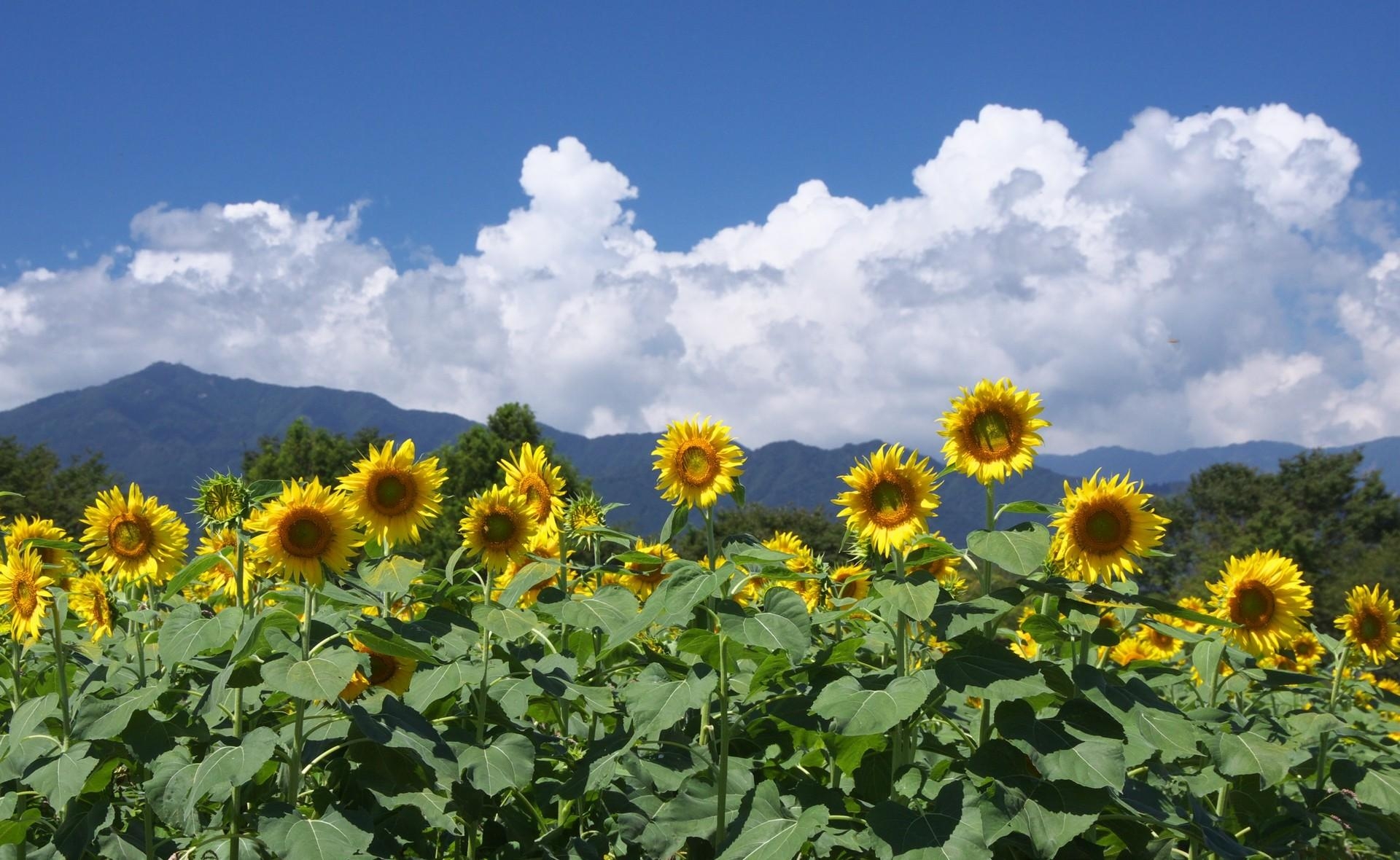 Handy-Wallpaper Sonnenblumen, Clouds, Horizont, Sky, Feld, Blumen kostenlos herunterladen.