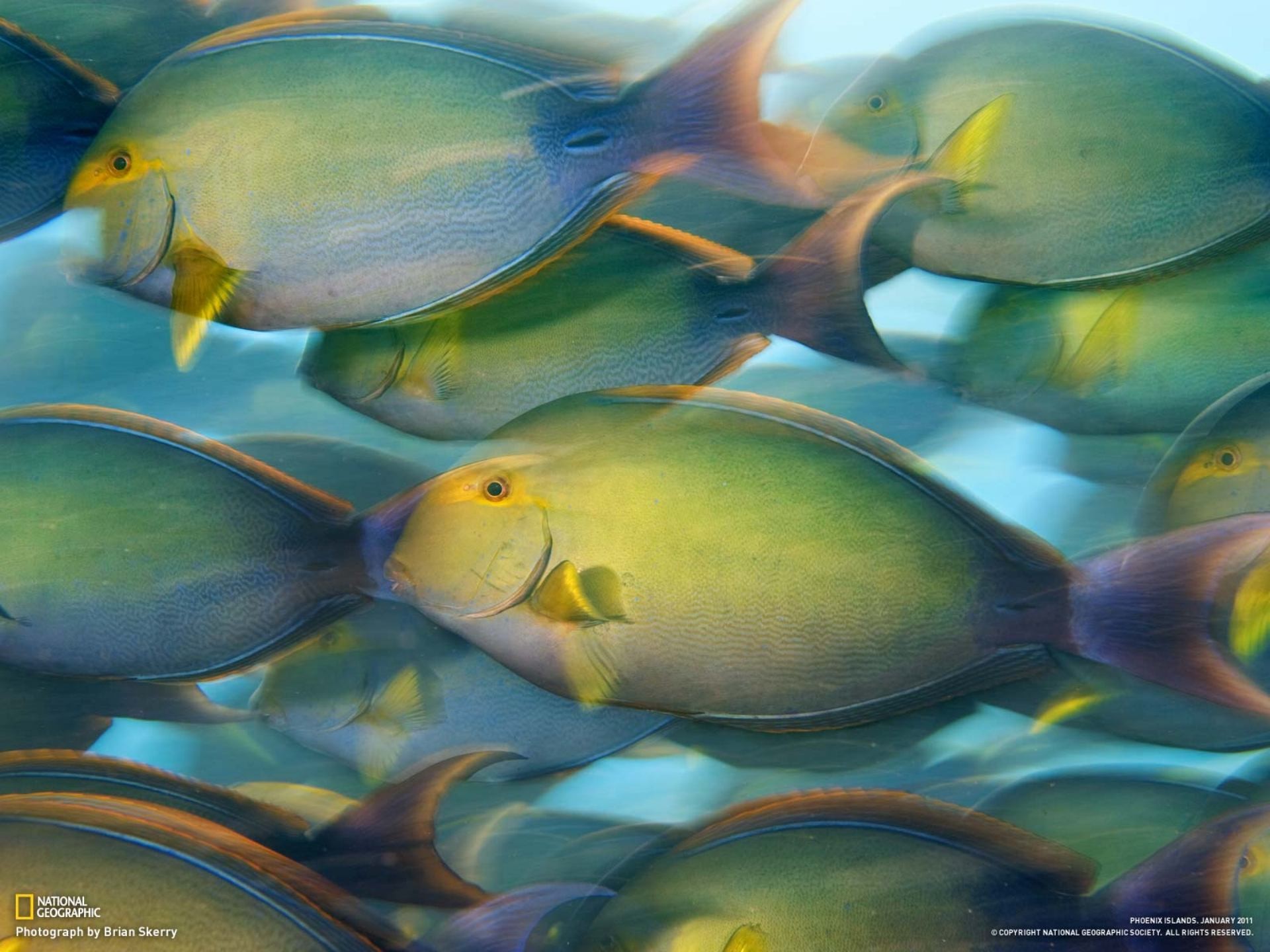 Fish 6. Acanthurus xanthopterus. Разноцветные рыбы. Обои на телефон рыбки. Рыбки National Geographic.