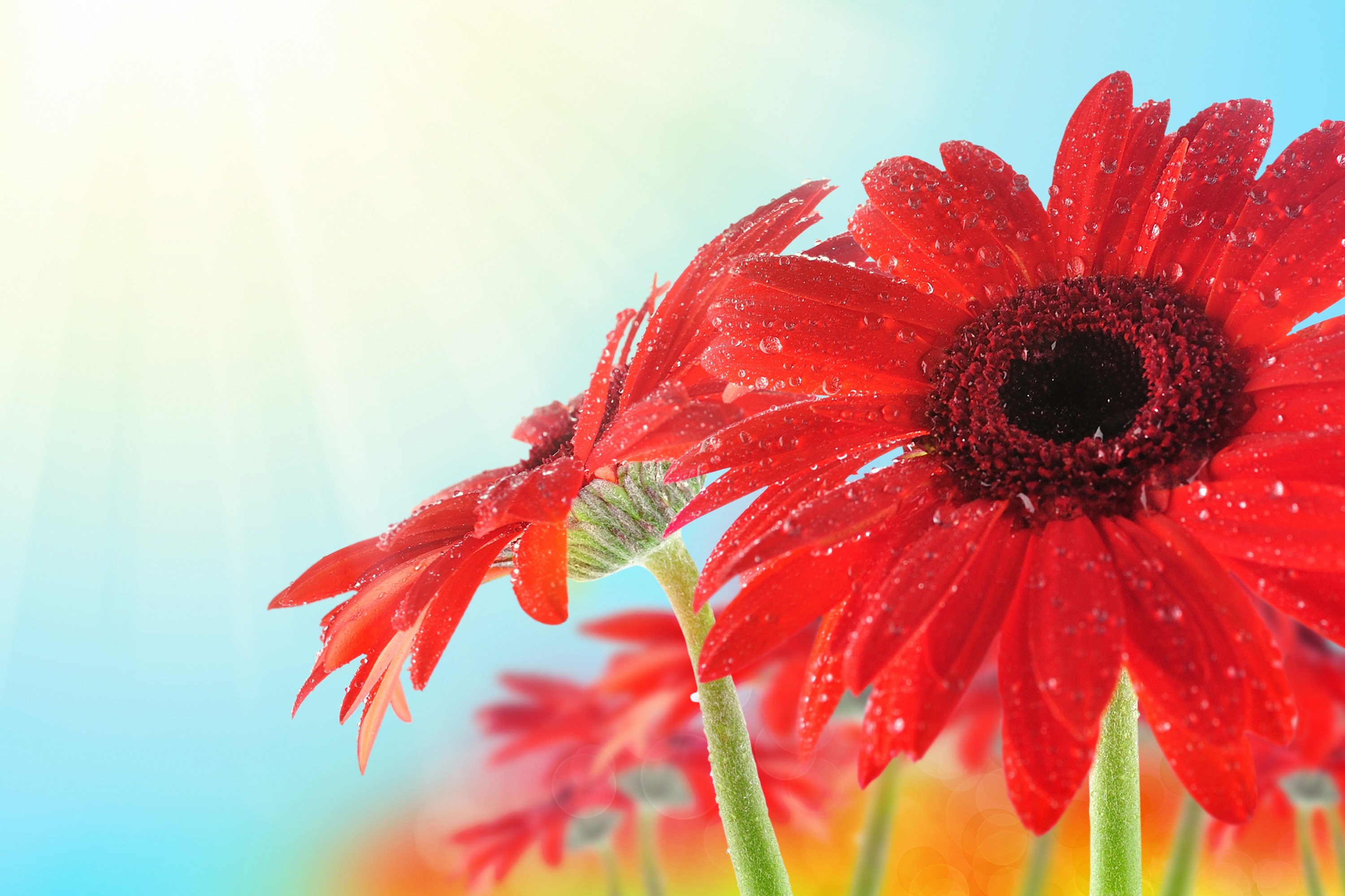 Download mobile wallpaper Dew, Petals, Macro, Drops, Flower for free.