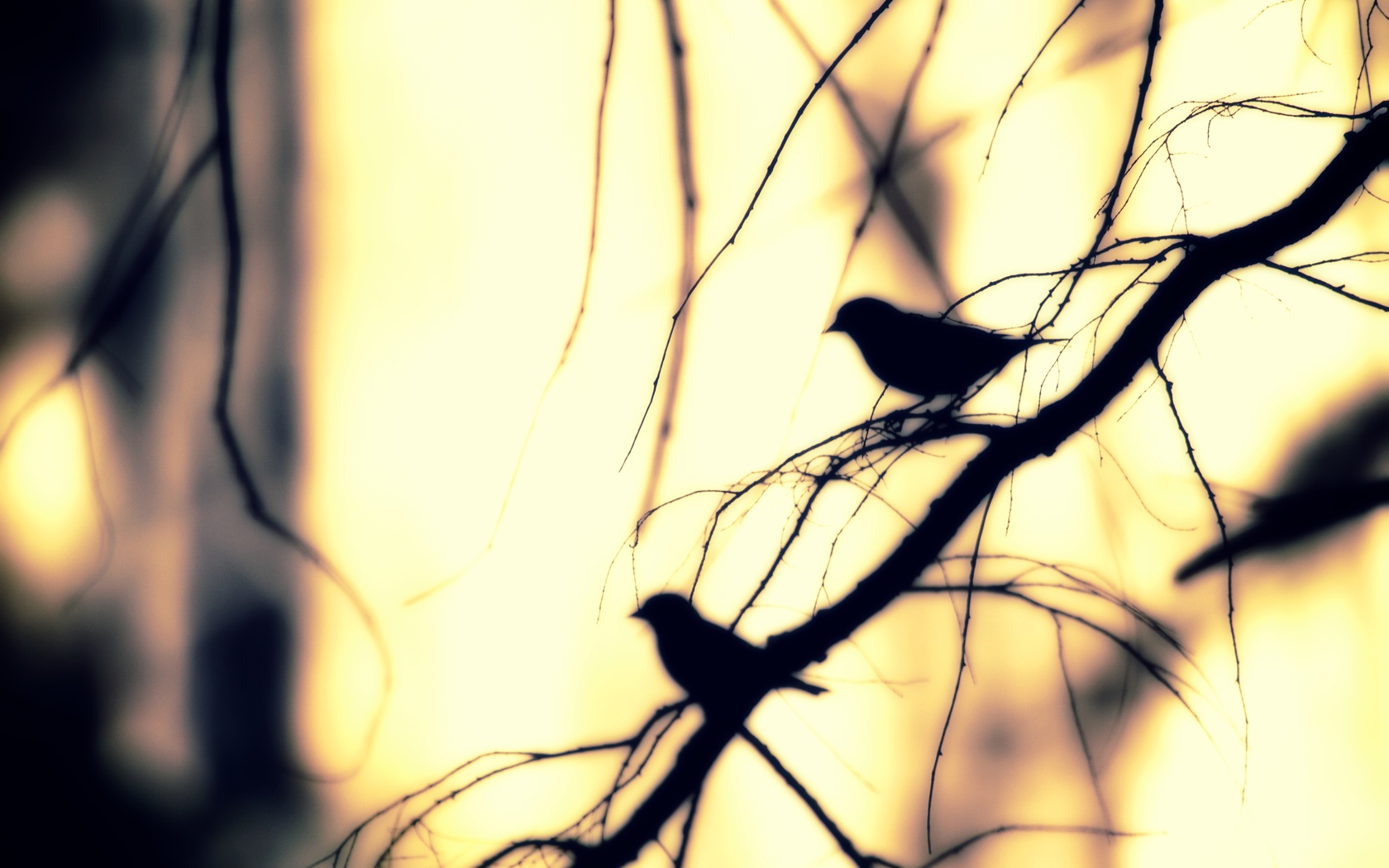 Молчание птиц. Птица на ветке. Фон птицы. Птица на ветке для фона. Птица на размытом фоне.