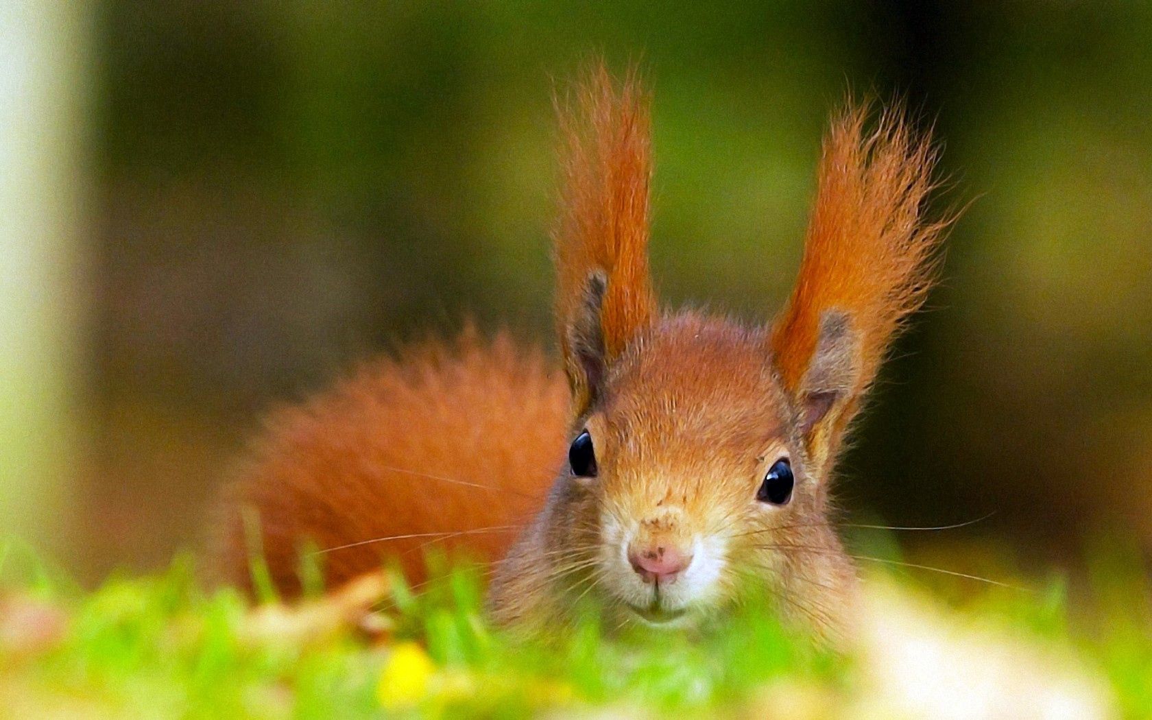 Download mobile wallpaper Ears, Fluffy, Head, Redhead, Animals, Squirrel for free.