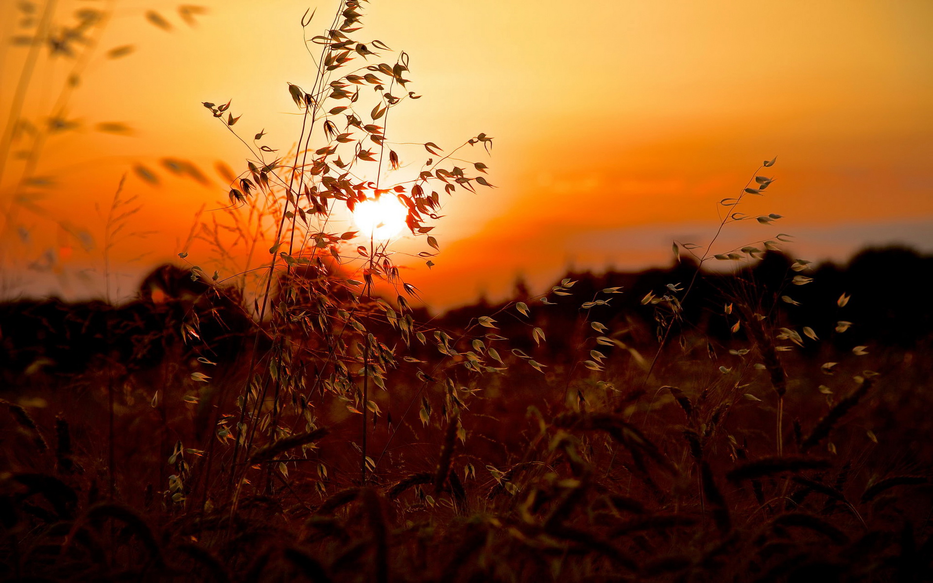 Летний закат трава