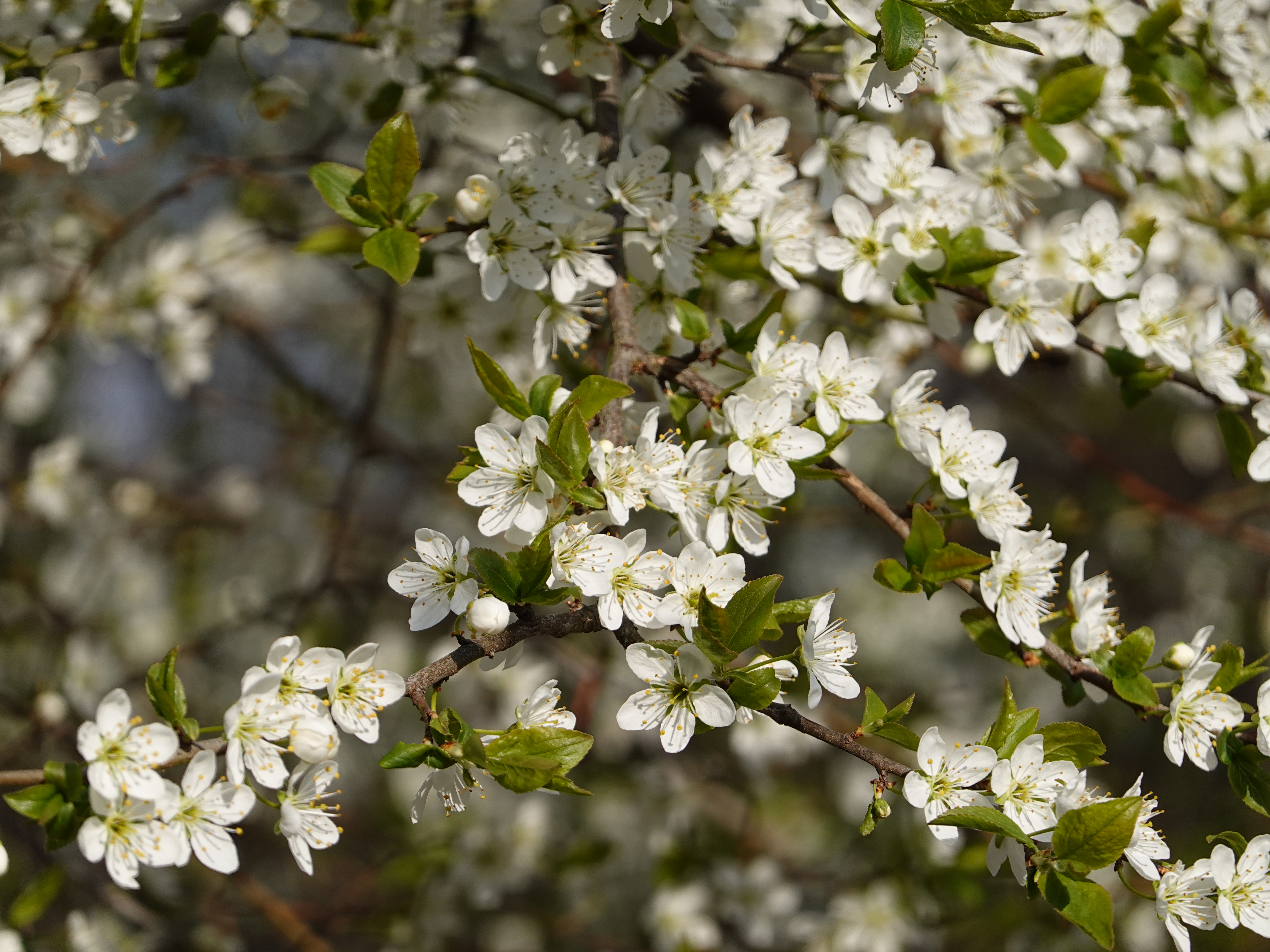 Download mobile wallpaper Macro, Branches, Flowers, Spring, Cherry for free.