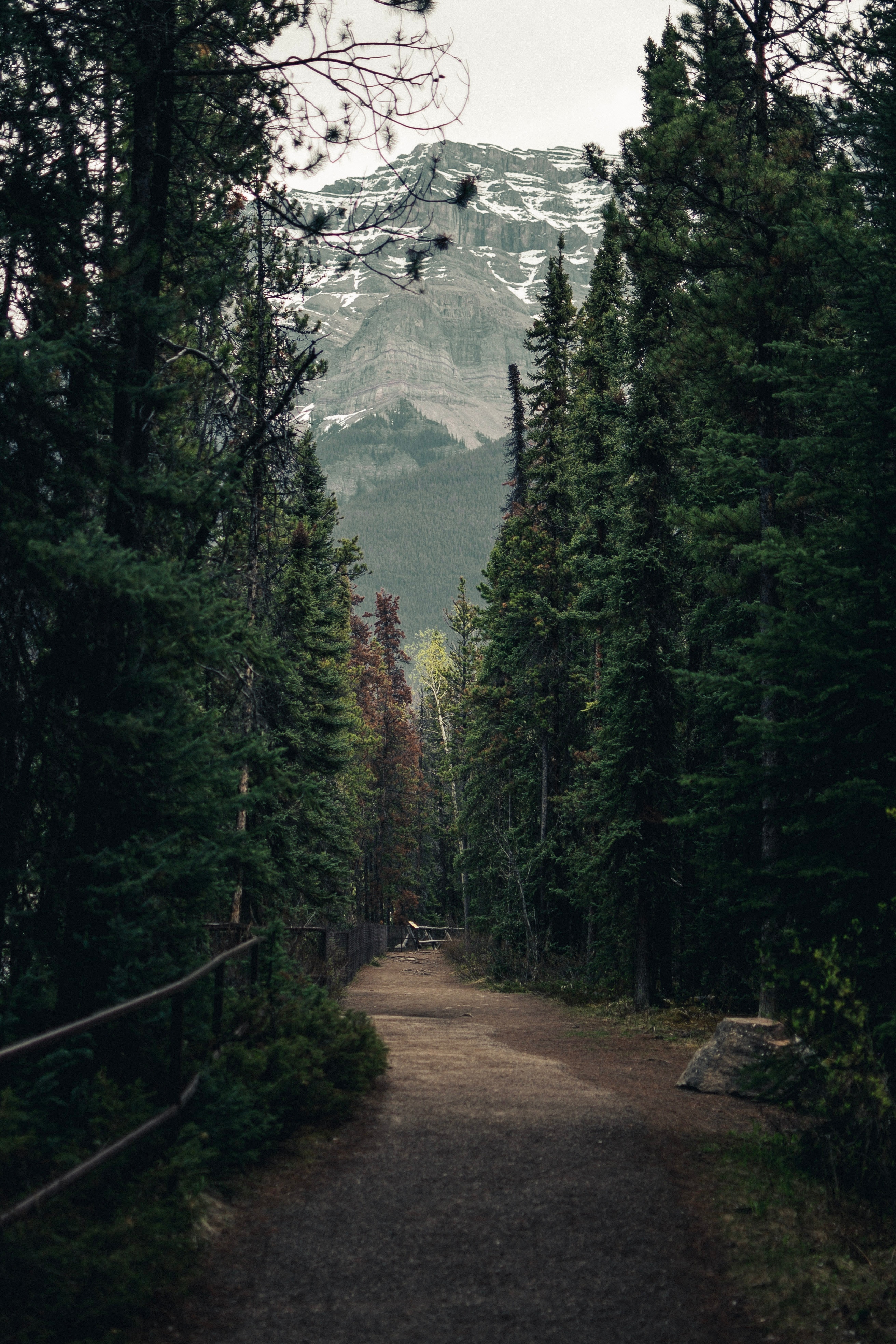 forest, mountains, landscape, nature, trees, path, trail Phone Background