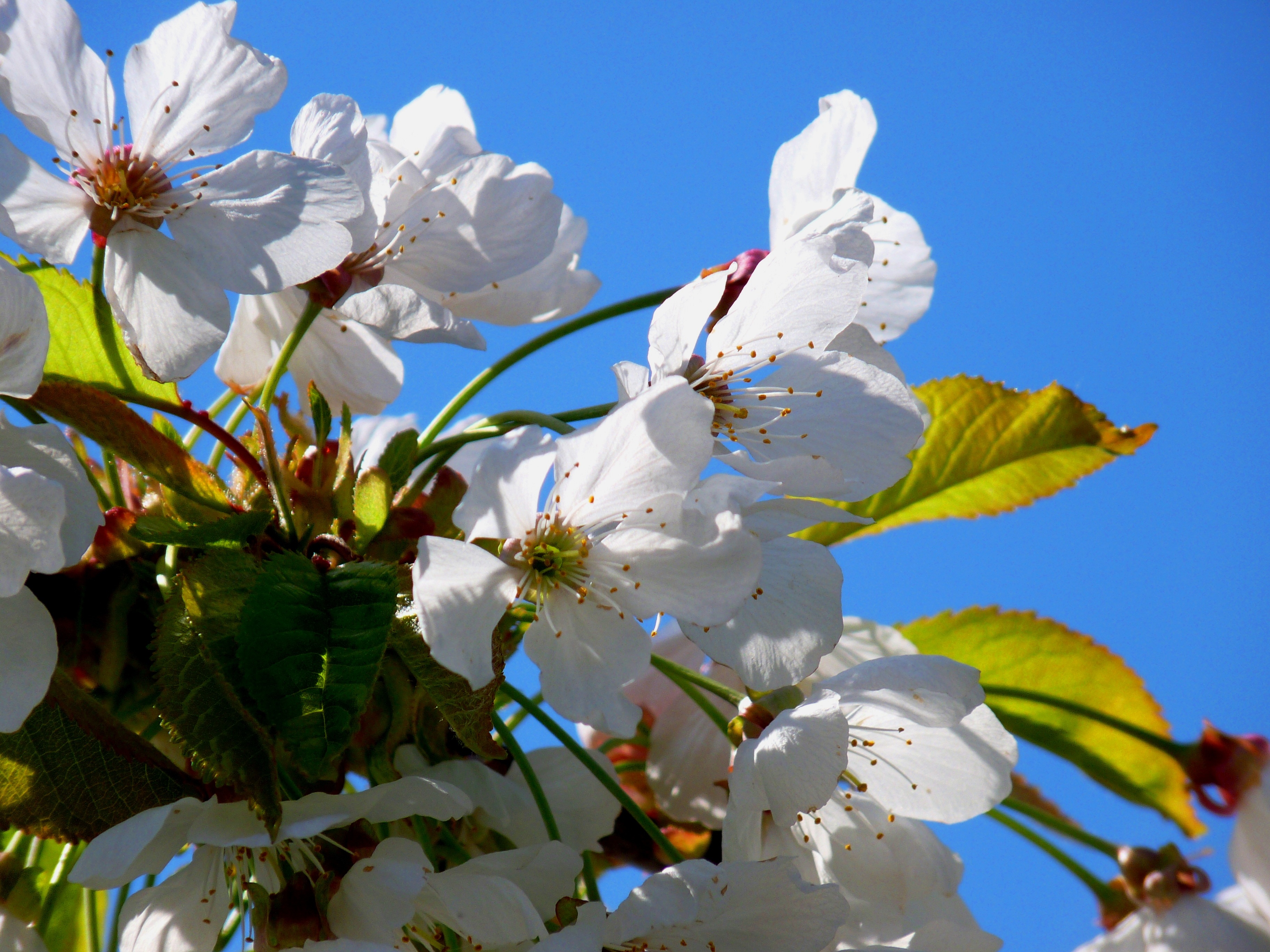 Download mobile wallpaper Spring, Tree, Wood, Bloom, Flowering, Flowers, Cherry for free.
