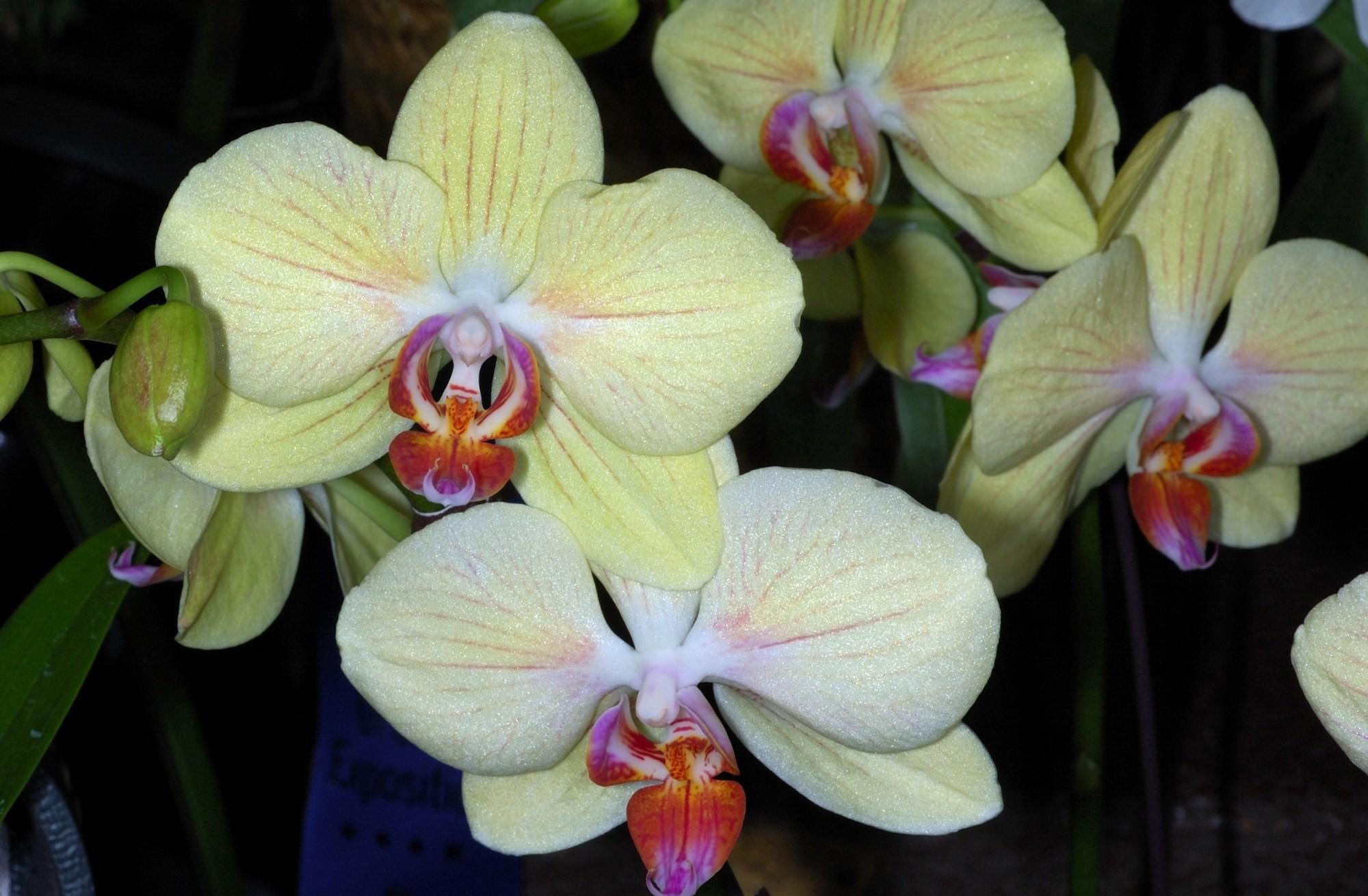 Laden Sie das Zweig, Nahansicht, Orchideen, Nahaufnahme, Ast, Blumen-Bild kostenlos auf Ihren PC-Desktop herunter
